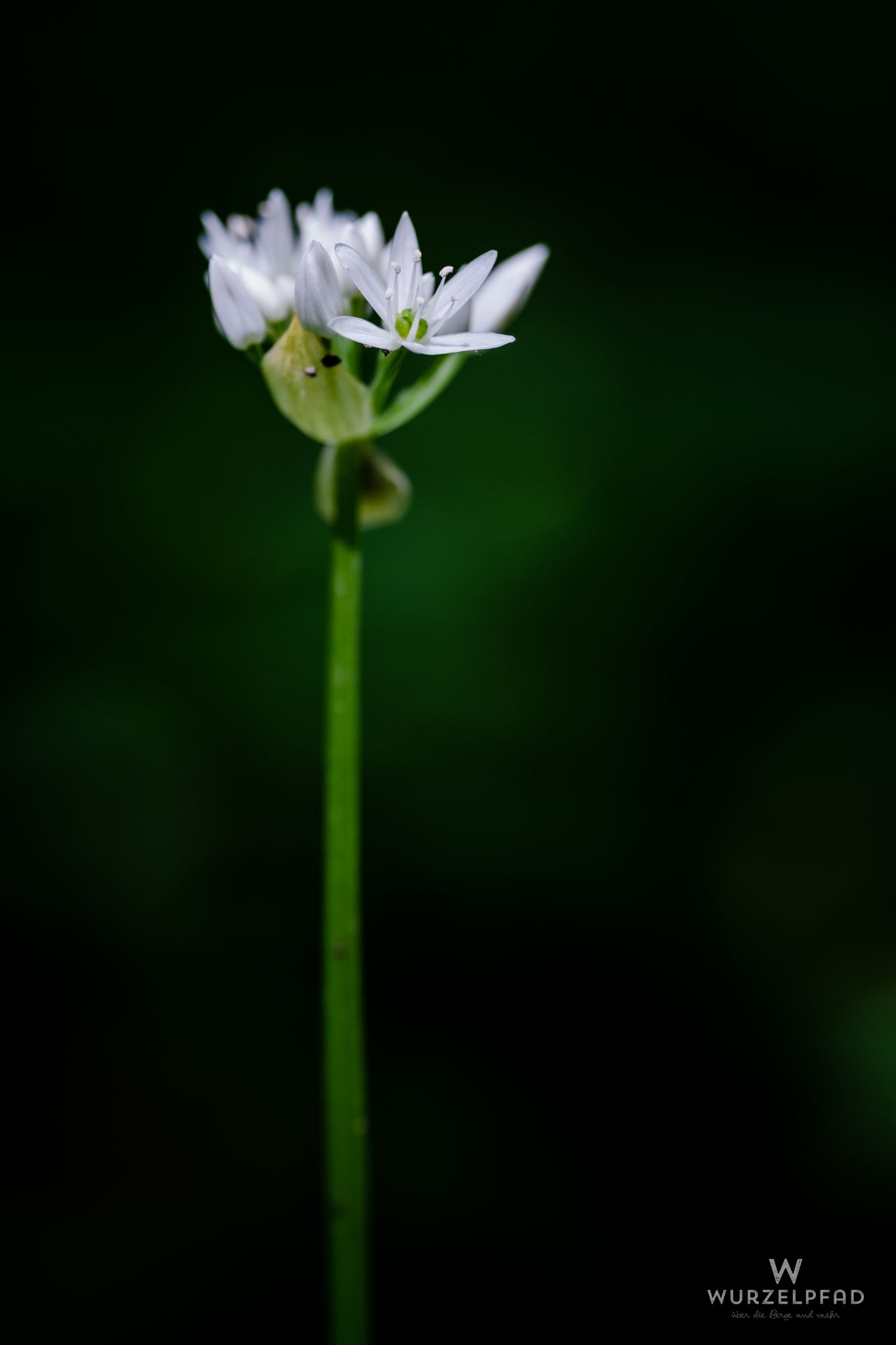 2023 05 21 Deisenhofen 1040