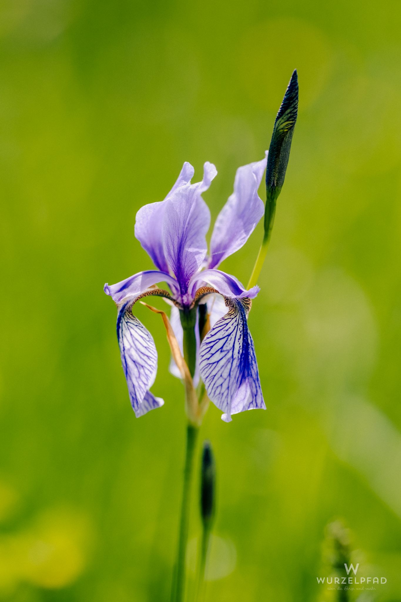 Iris (Schwertlilie)