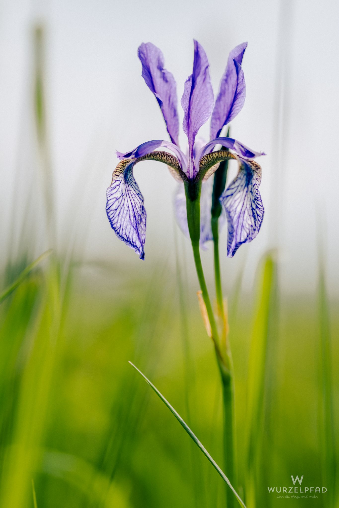 Iris (Schwertlilie)