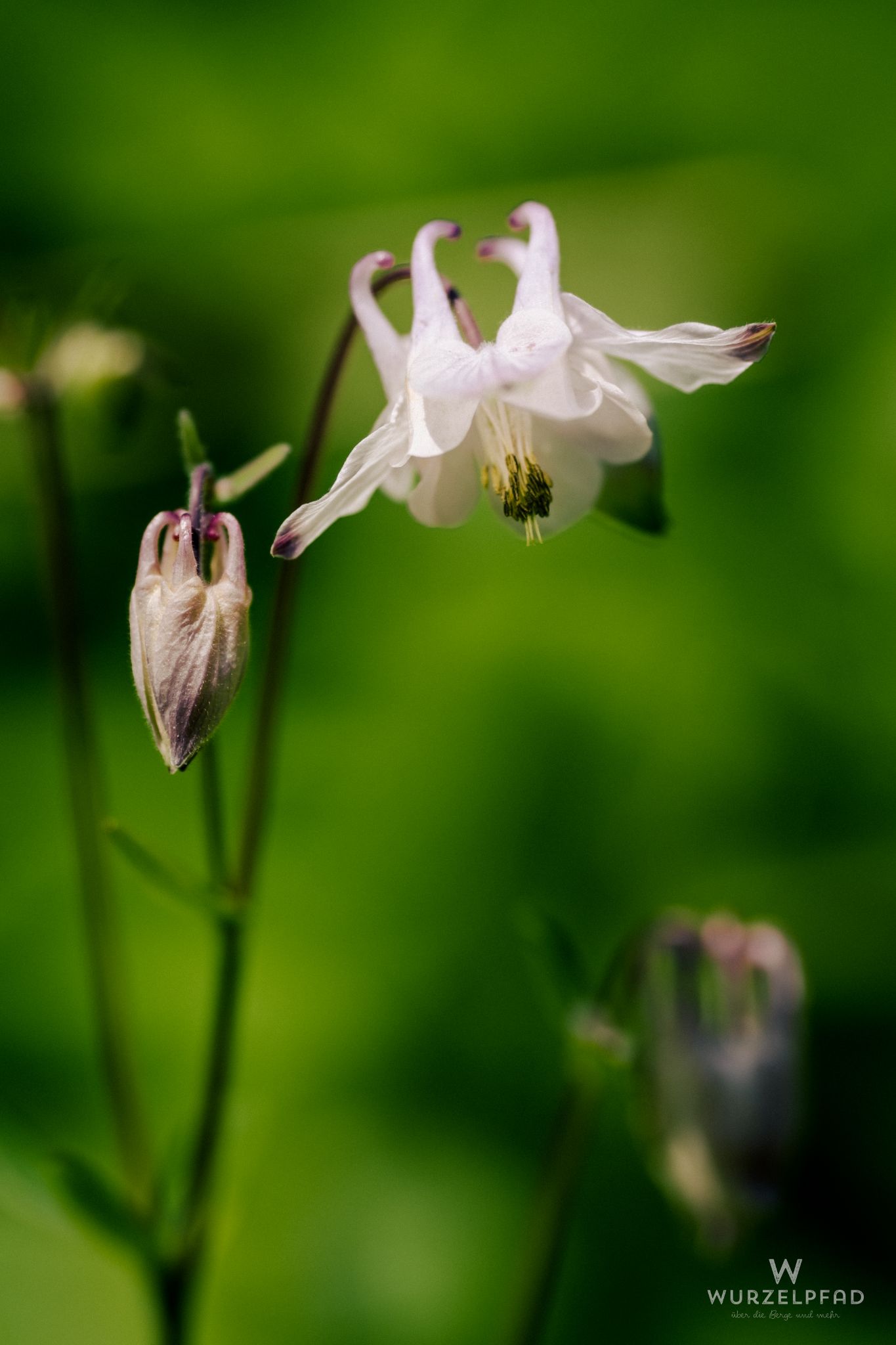 Akeleien im Schacky-Park