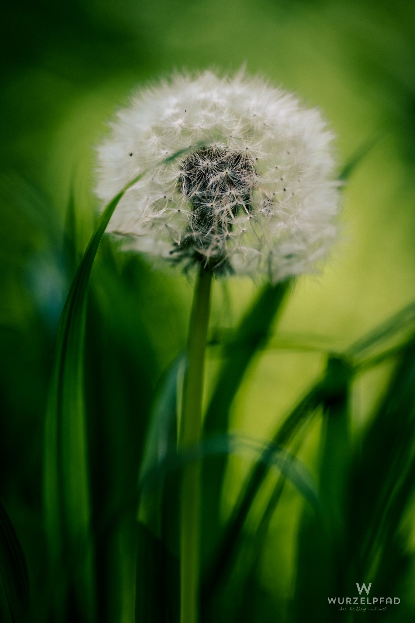 Pusteblume