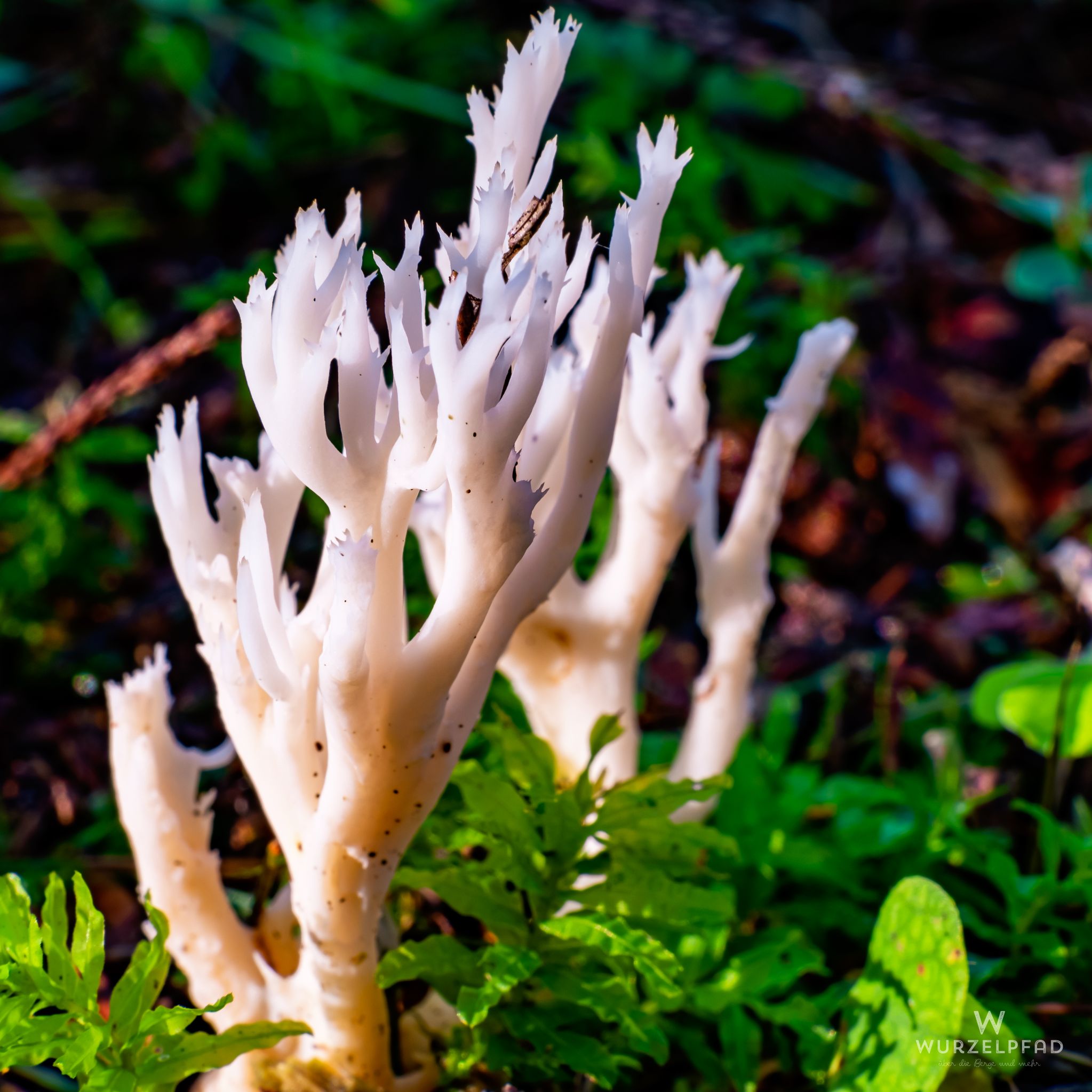 Weiße Koralle