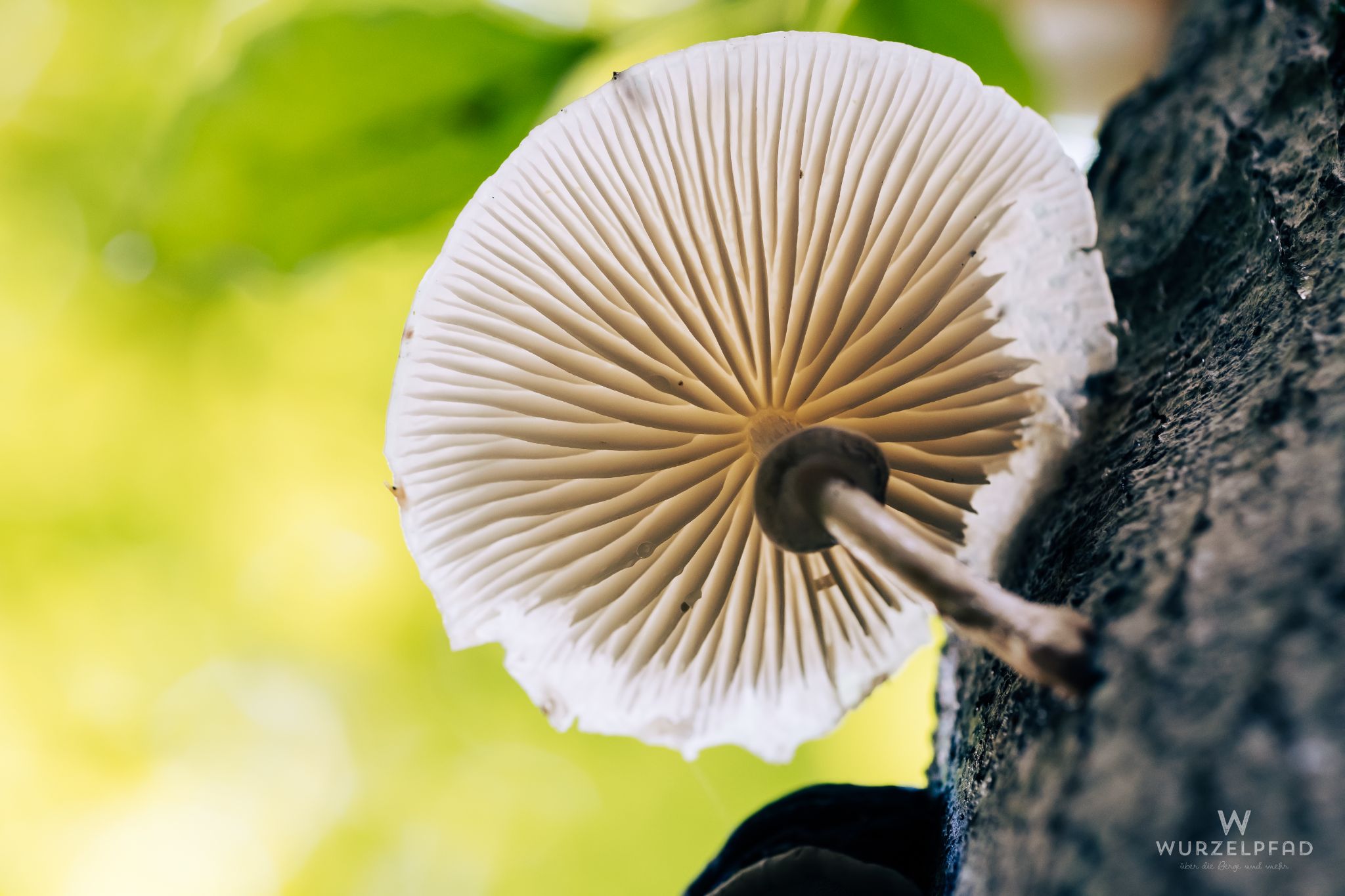 Buchenschleimrübling (BKZ)