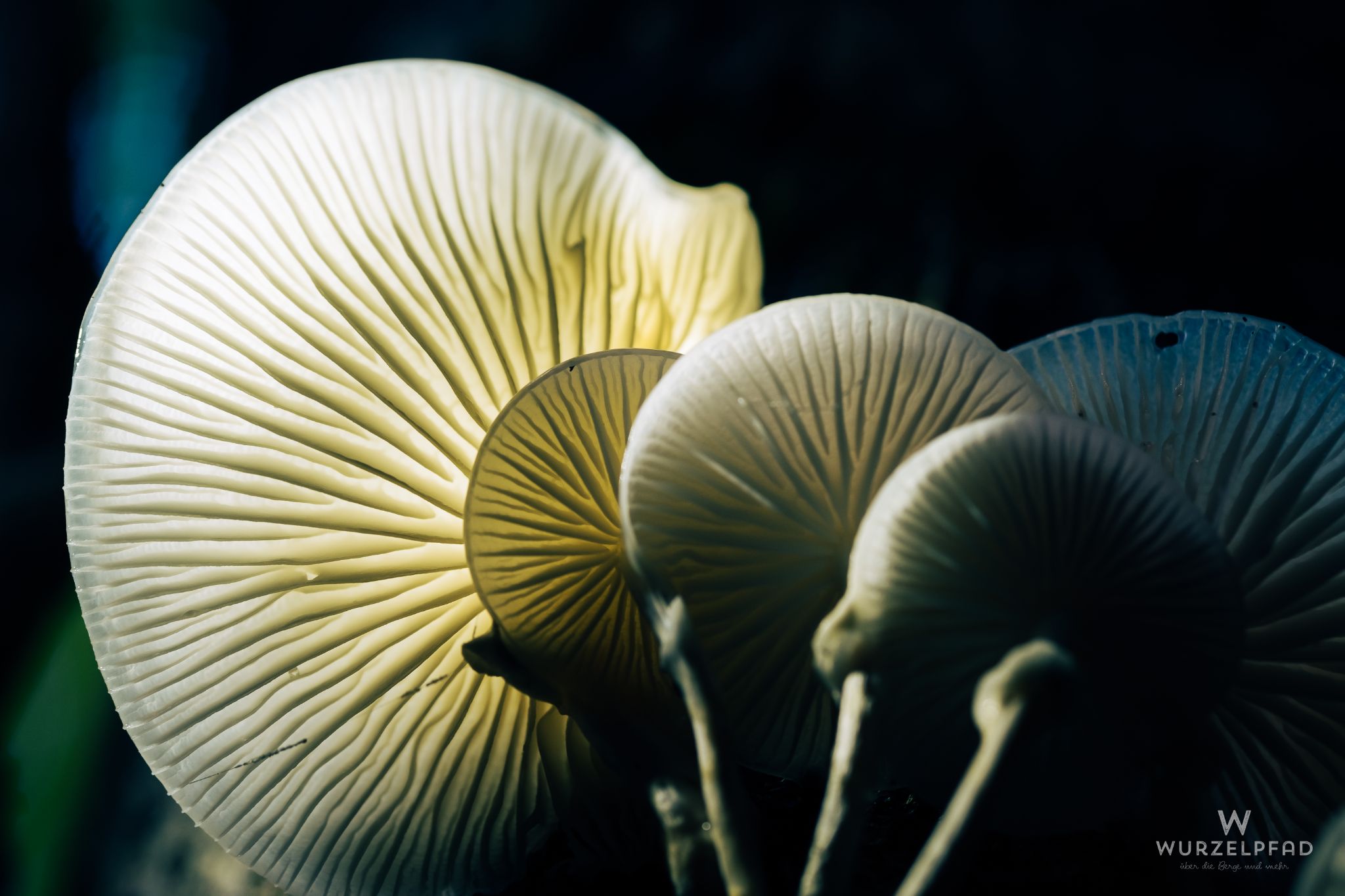 Buchenschleimrübling (BKZ)