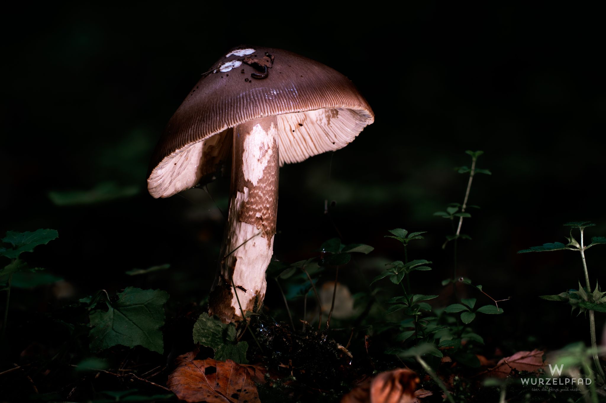 Graublättriger Egerling