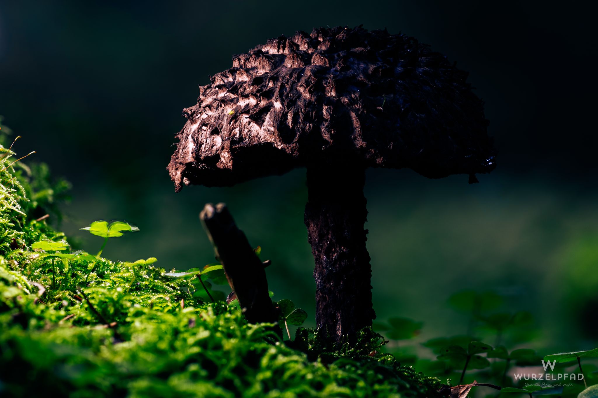 Strubbelkopfröhrling