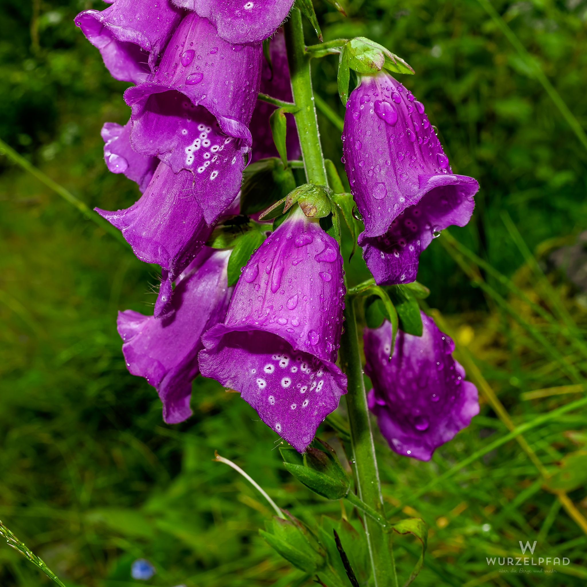 2016 07 17 Briksdalsbreen 0022