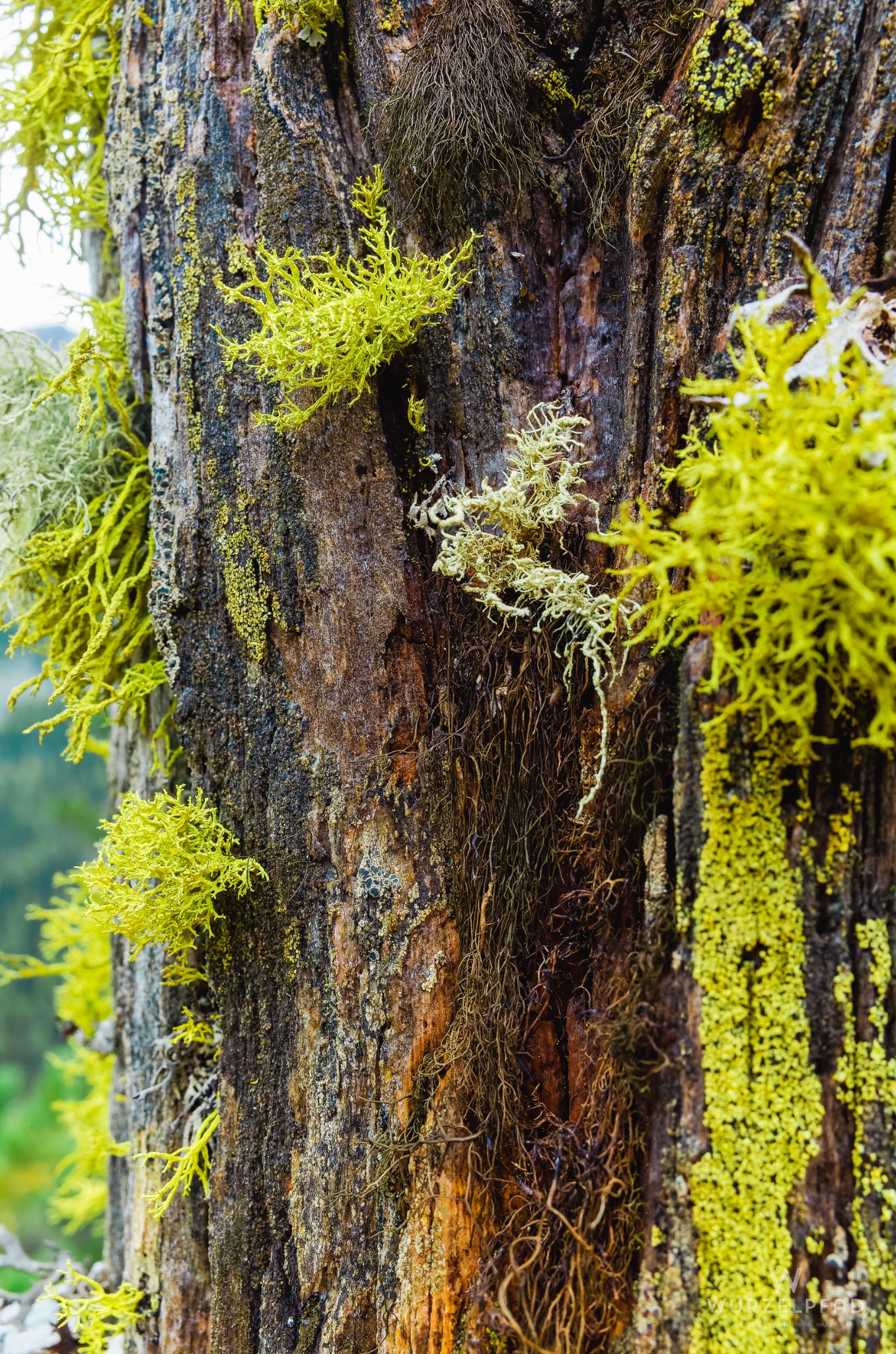 Abstieg von der Lienzer Hütte