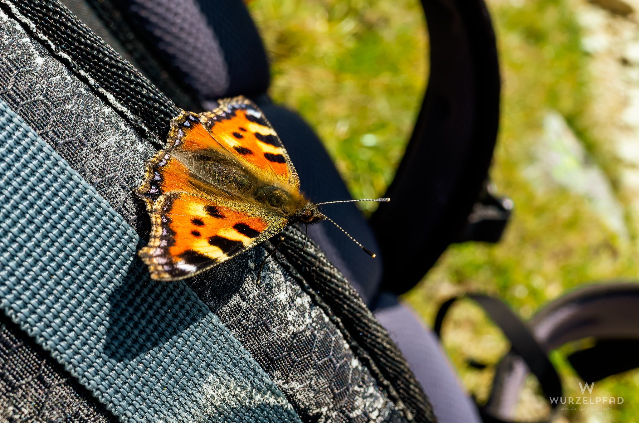 Schmetterlinge lieben Salz