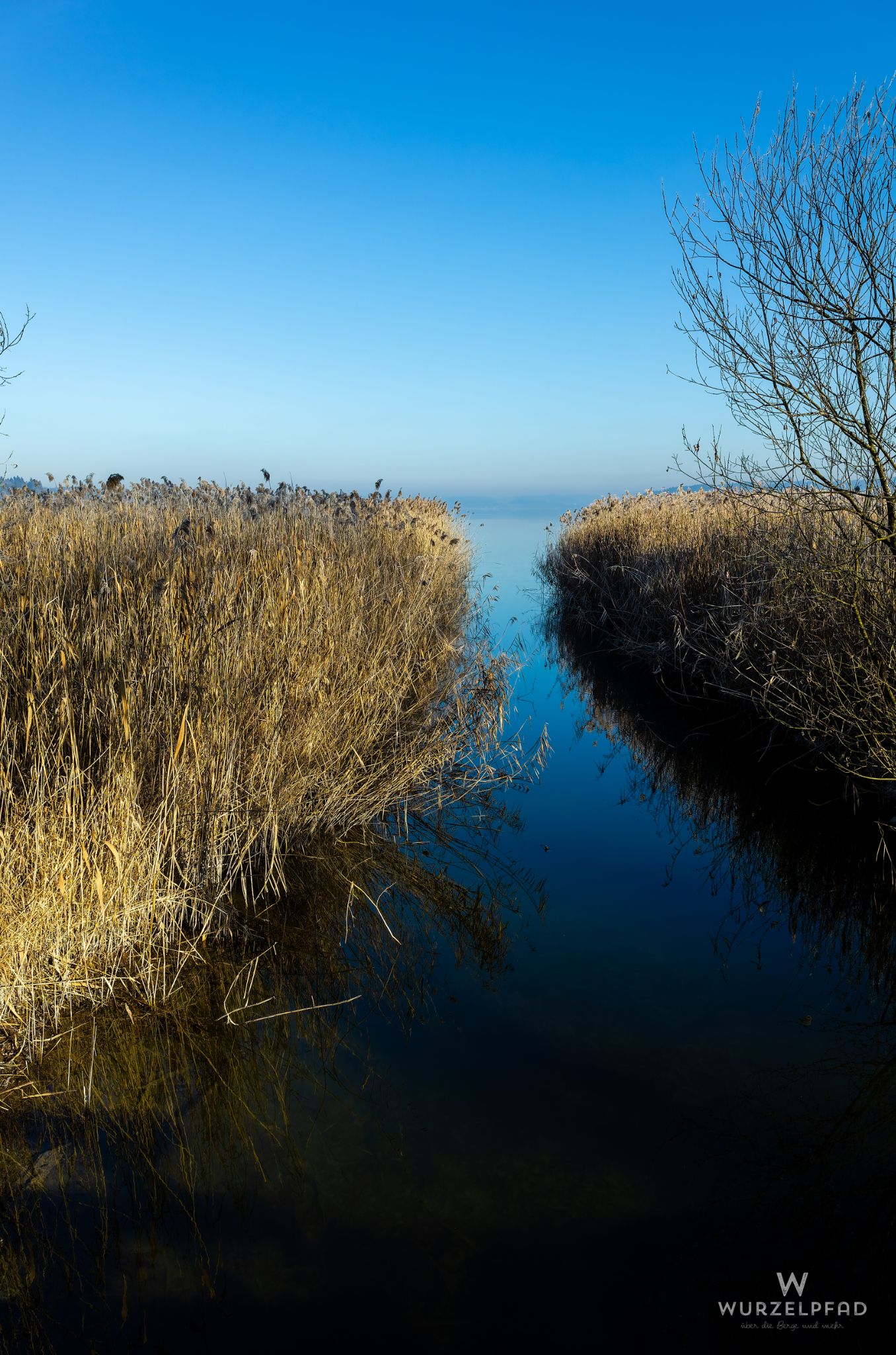 Schilf am Südufer