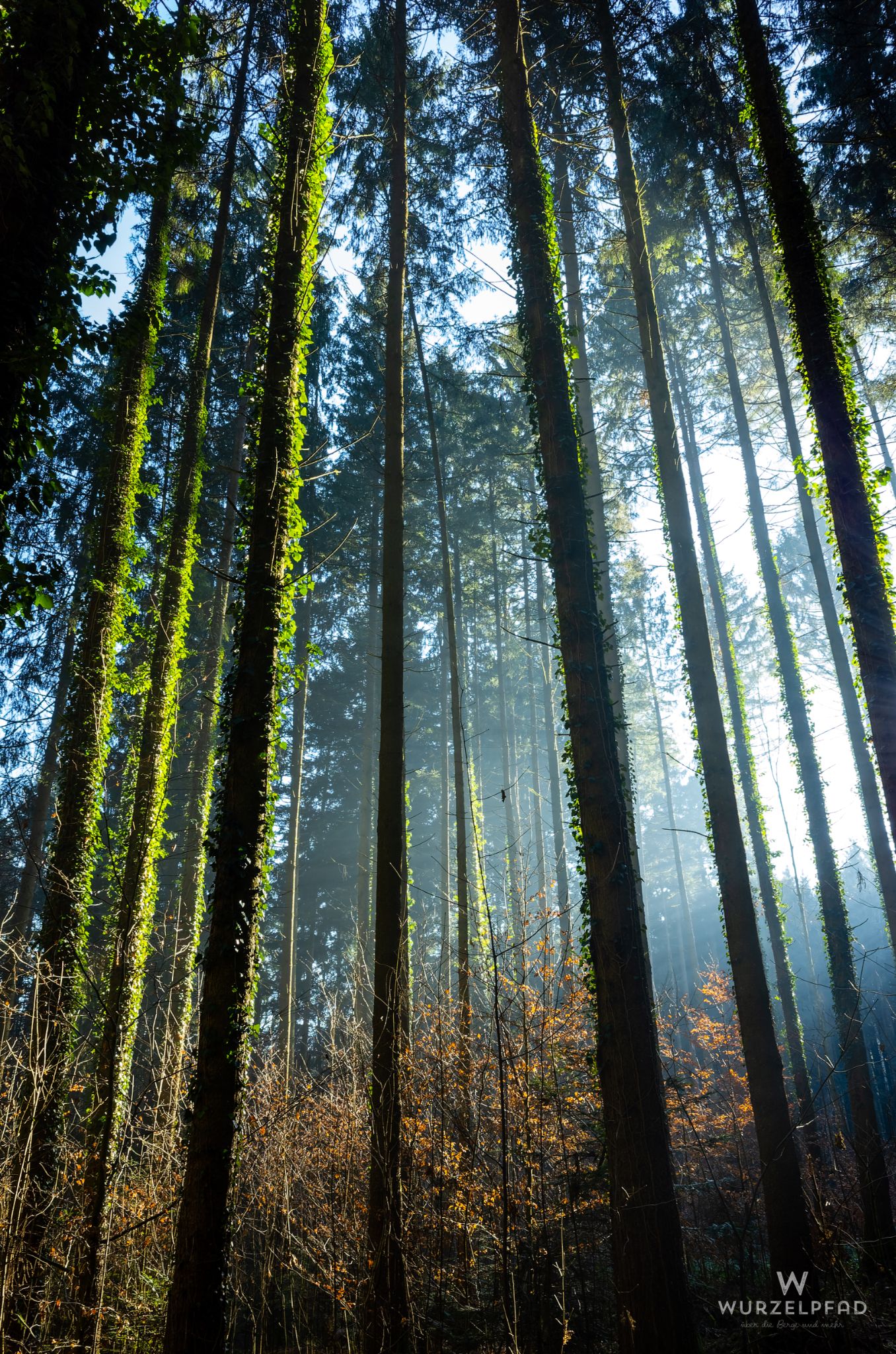 Nebliger Wald am Morgen