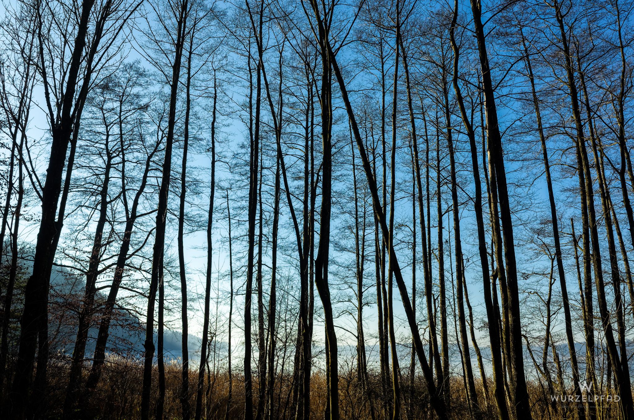 Durch die Bäume - Blick zum See