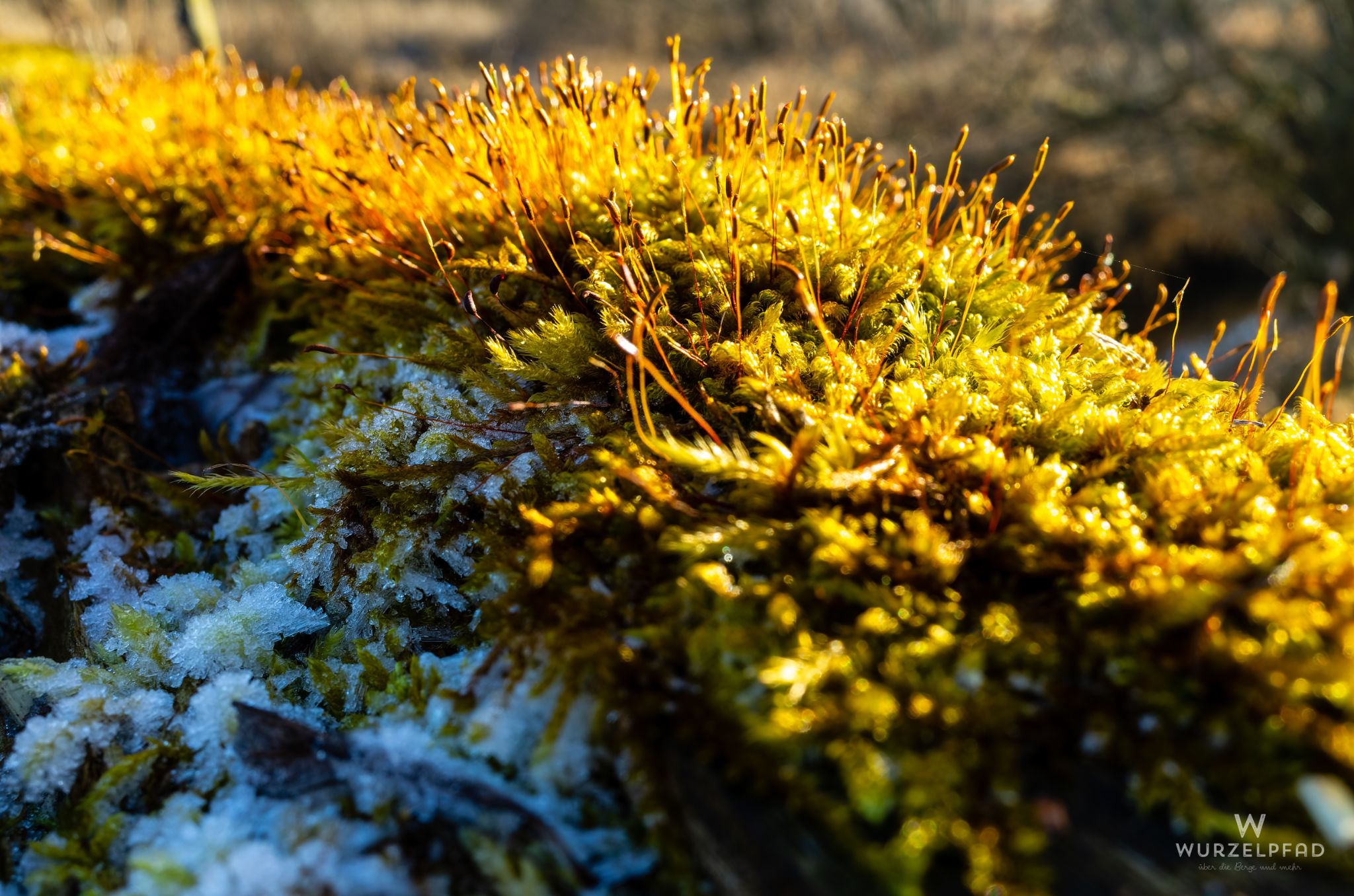Eis und Moos