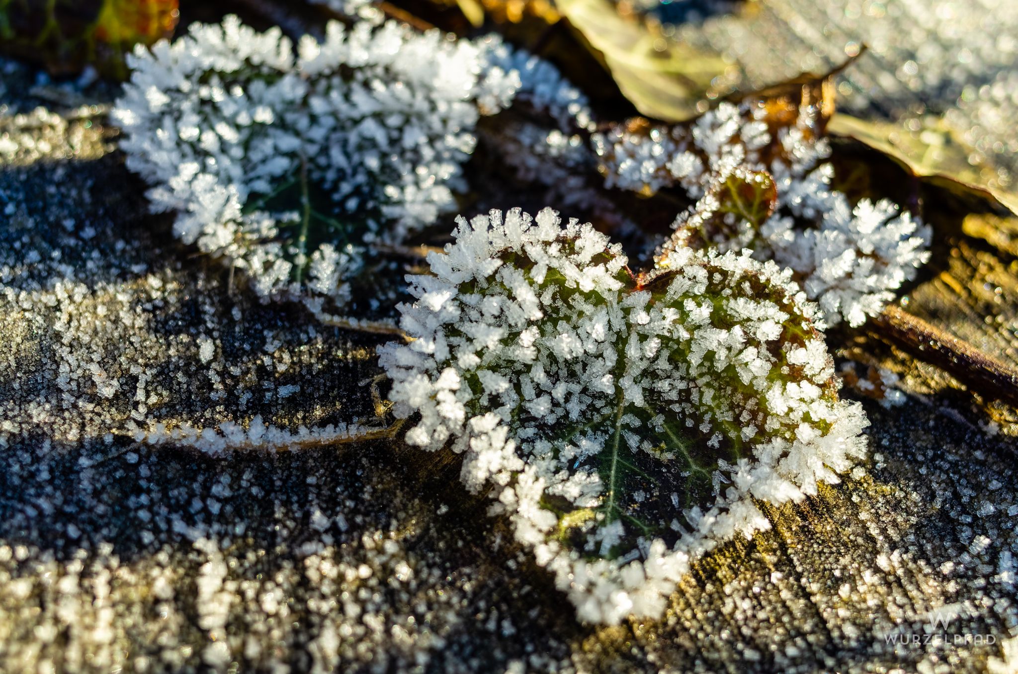 Trag Sonne im Herzen