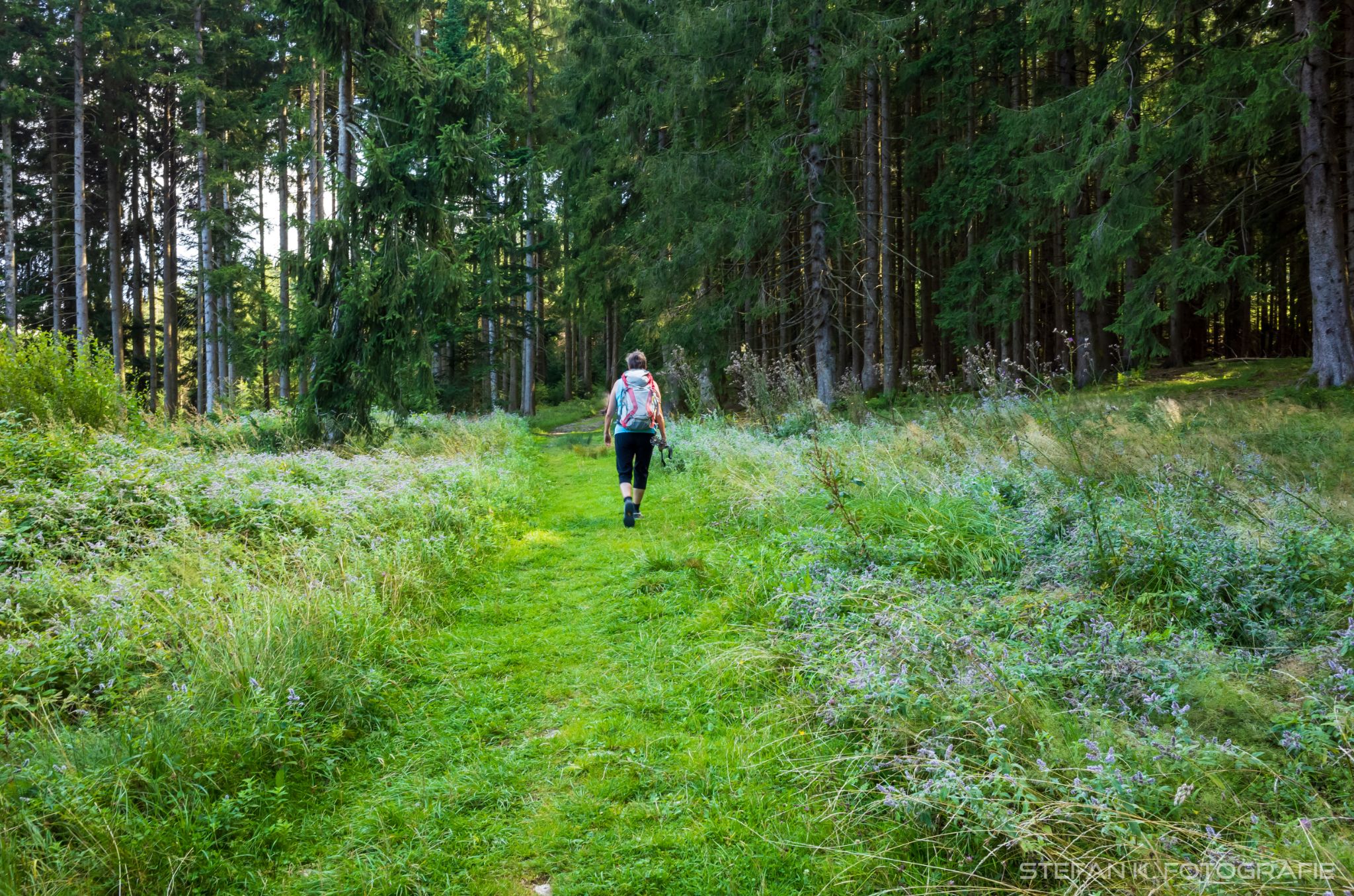 Stimmungsvoller Weg durch den Wald