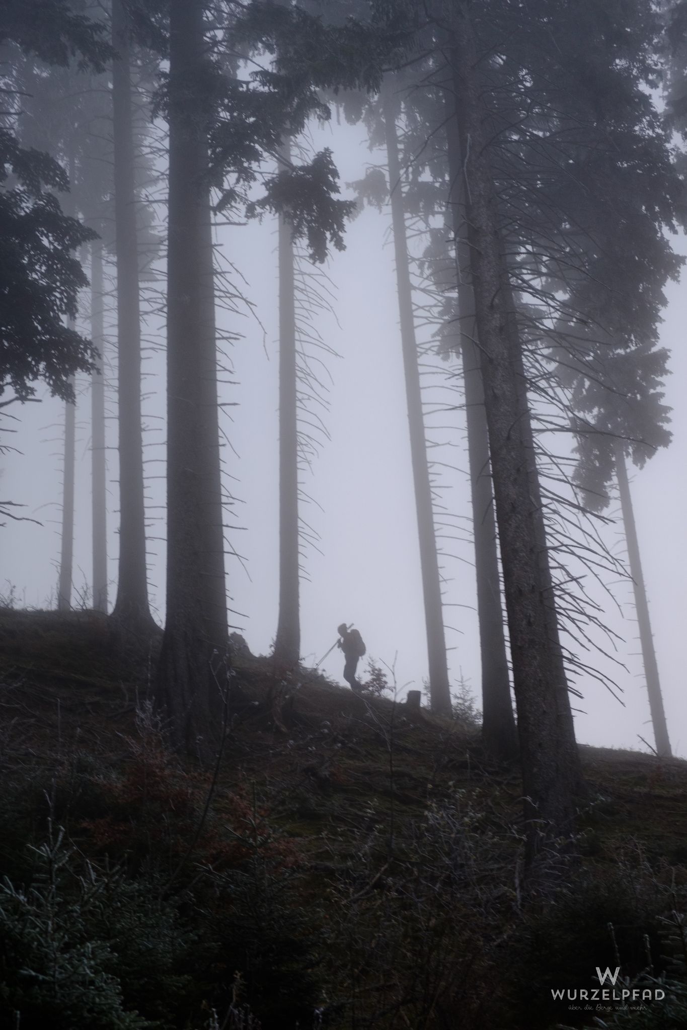 Nebliger Anstieg im Wald
