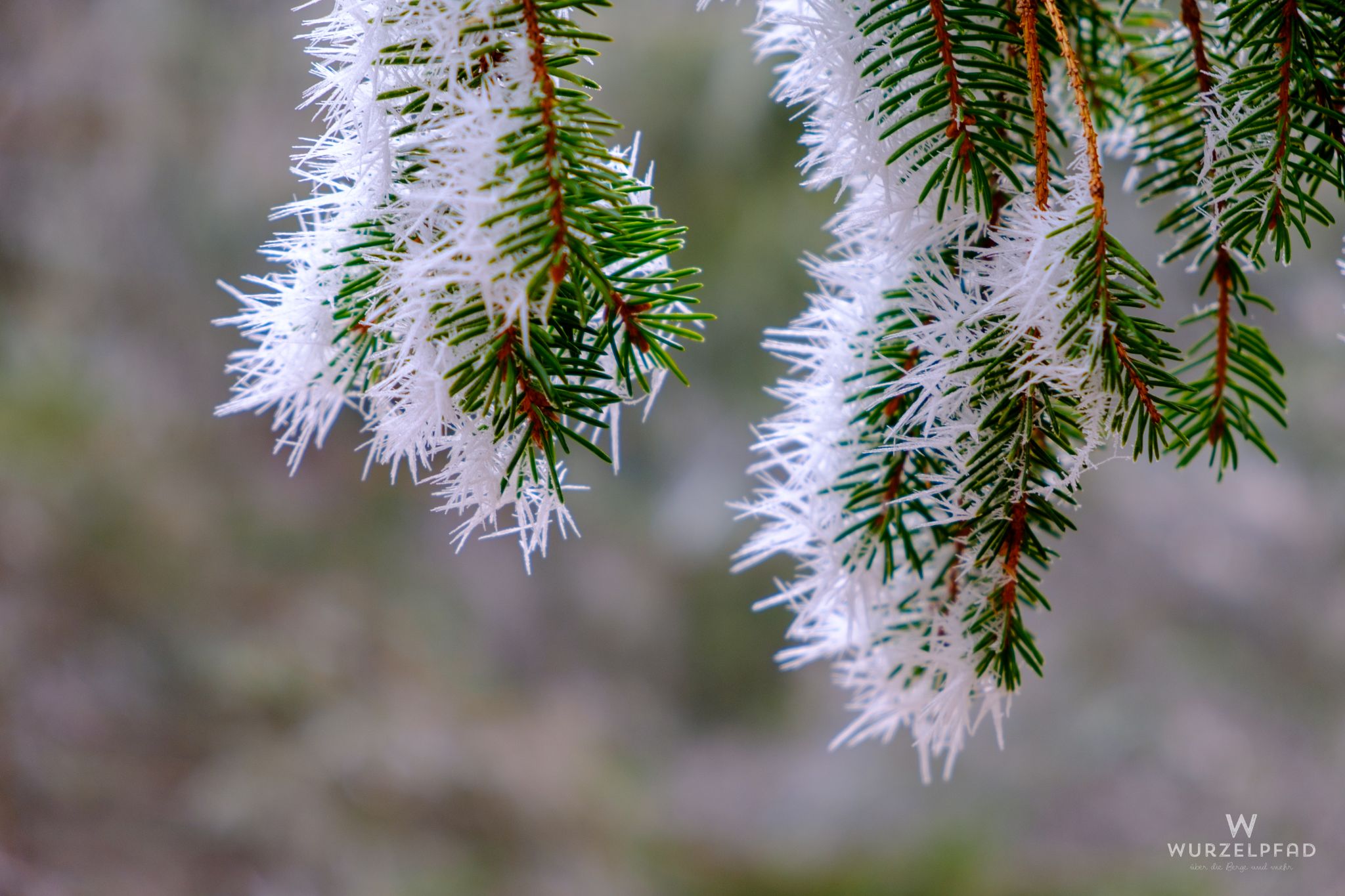 Überreift und nochmal überreift