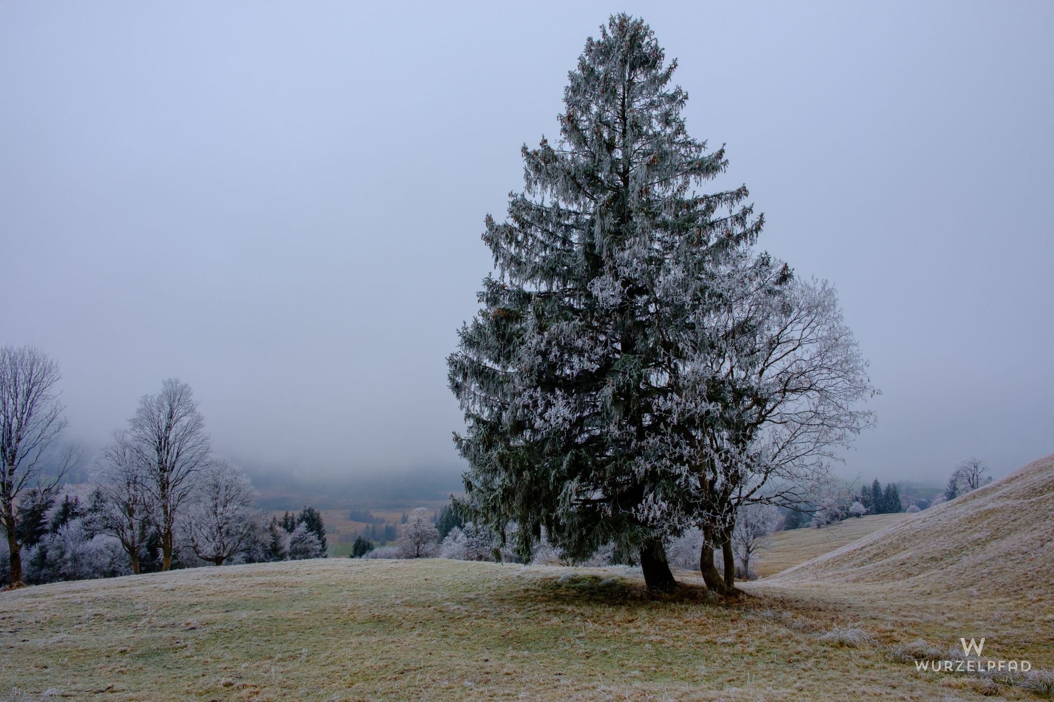Einzelner Baum beim Abstieg
