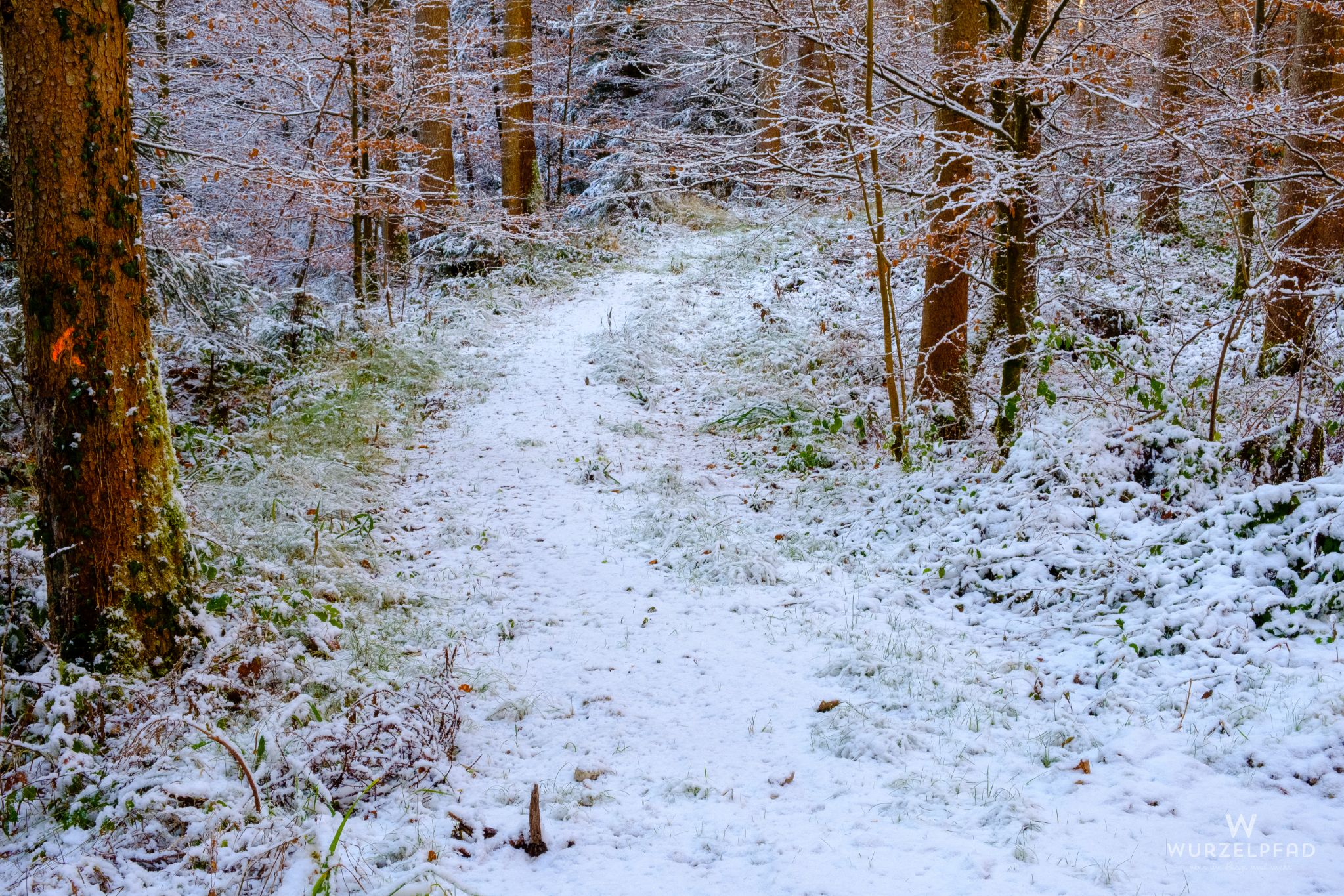 Erster Schnee, Farngraben, Bayern, Deutschland, 2020