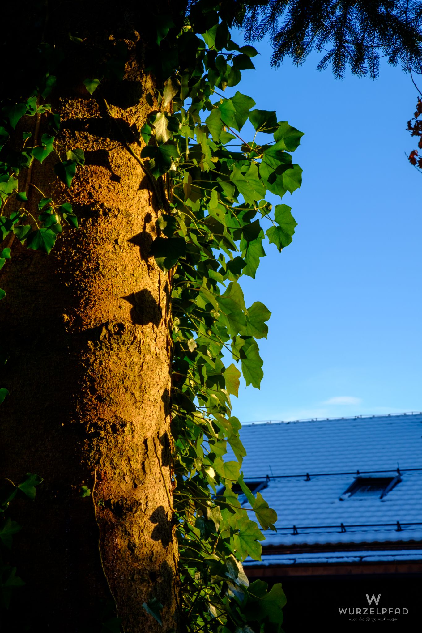 Winterefeu, Fentberg, Bayern, Deutschland, 2020