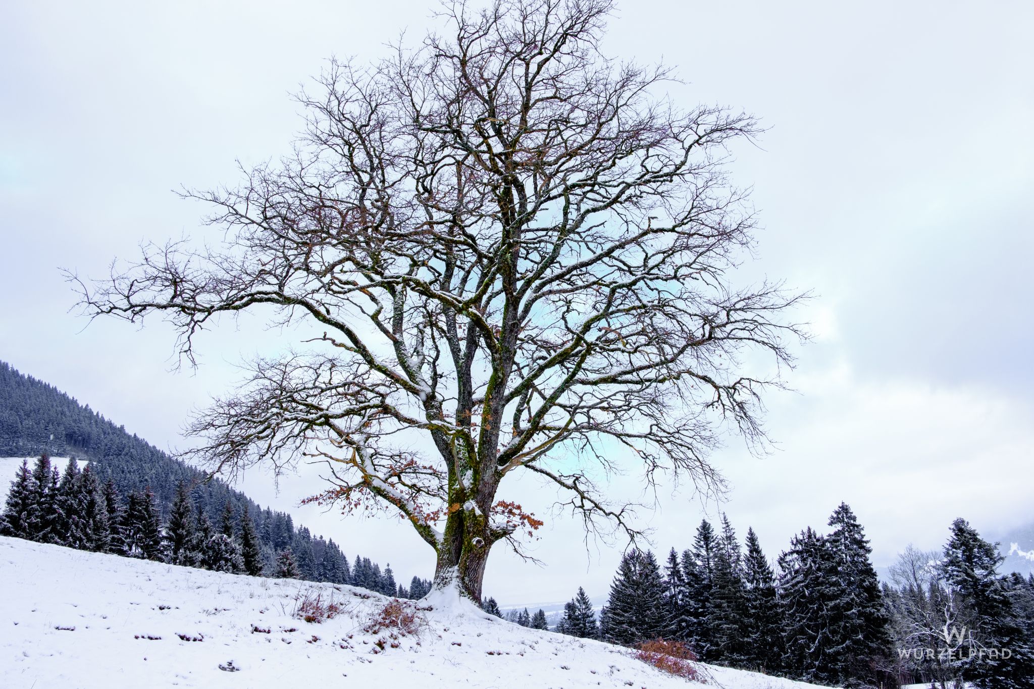Baum am Anstieg