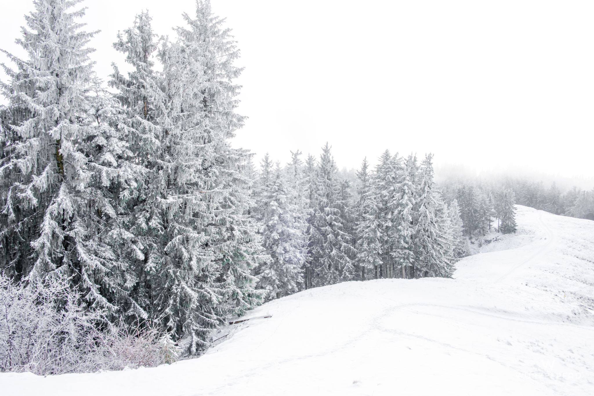 Frei Hänge oberhalb der Gassenhofer-Alm