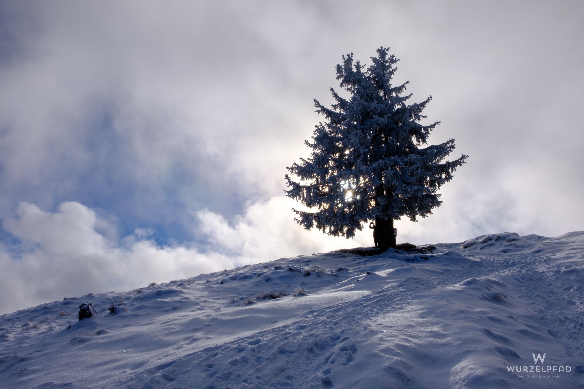 Lieblingsbaum am Zwiesel