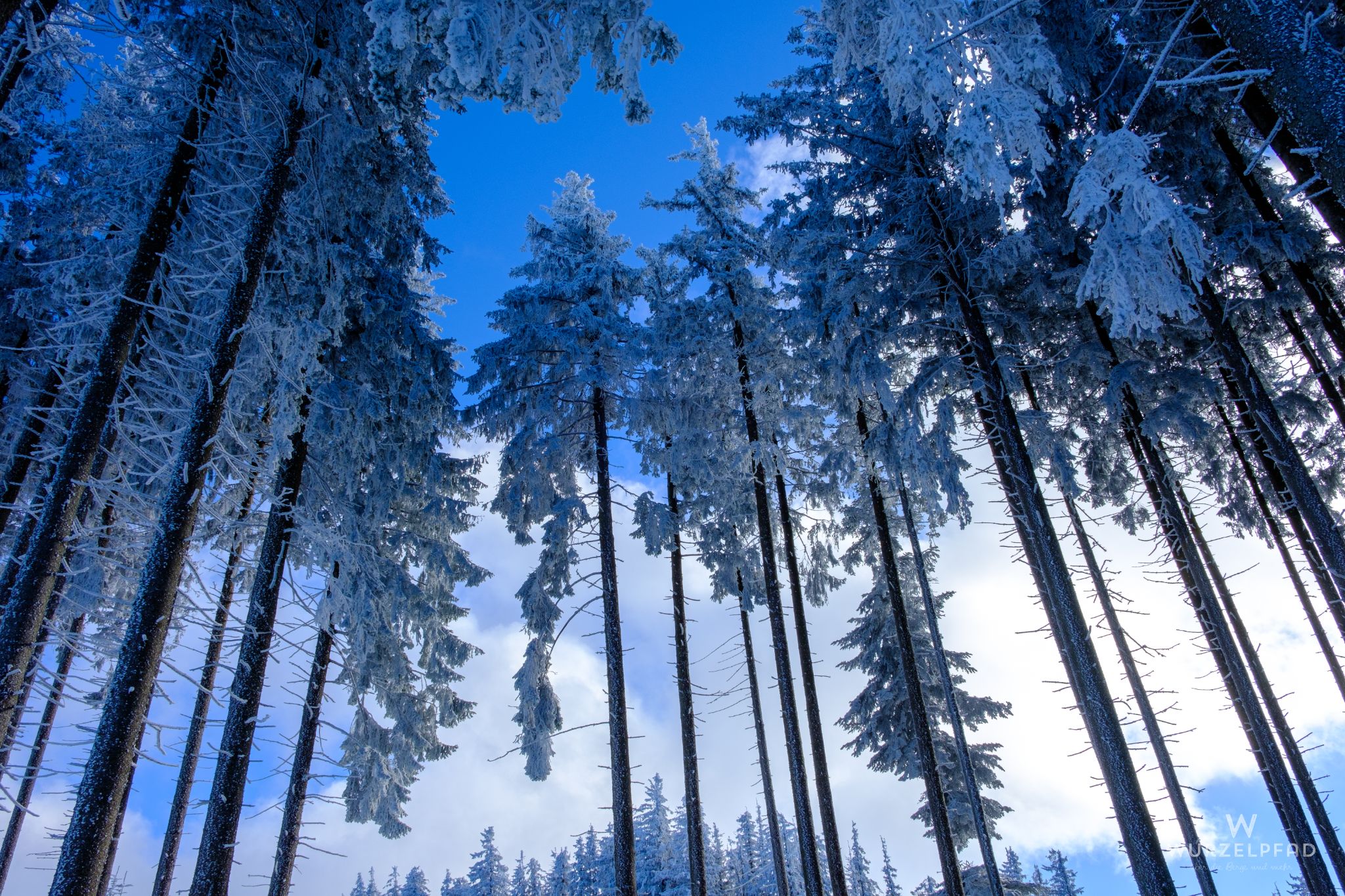 Verschneite Baumwipfel in der Runde