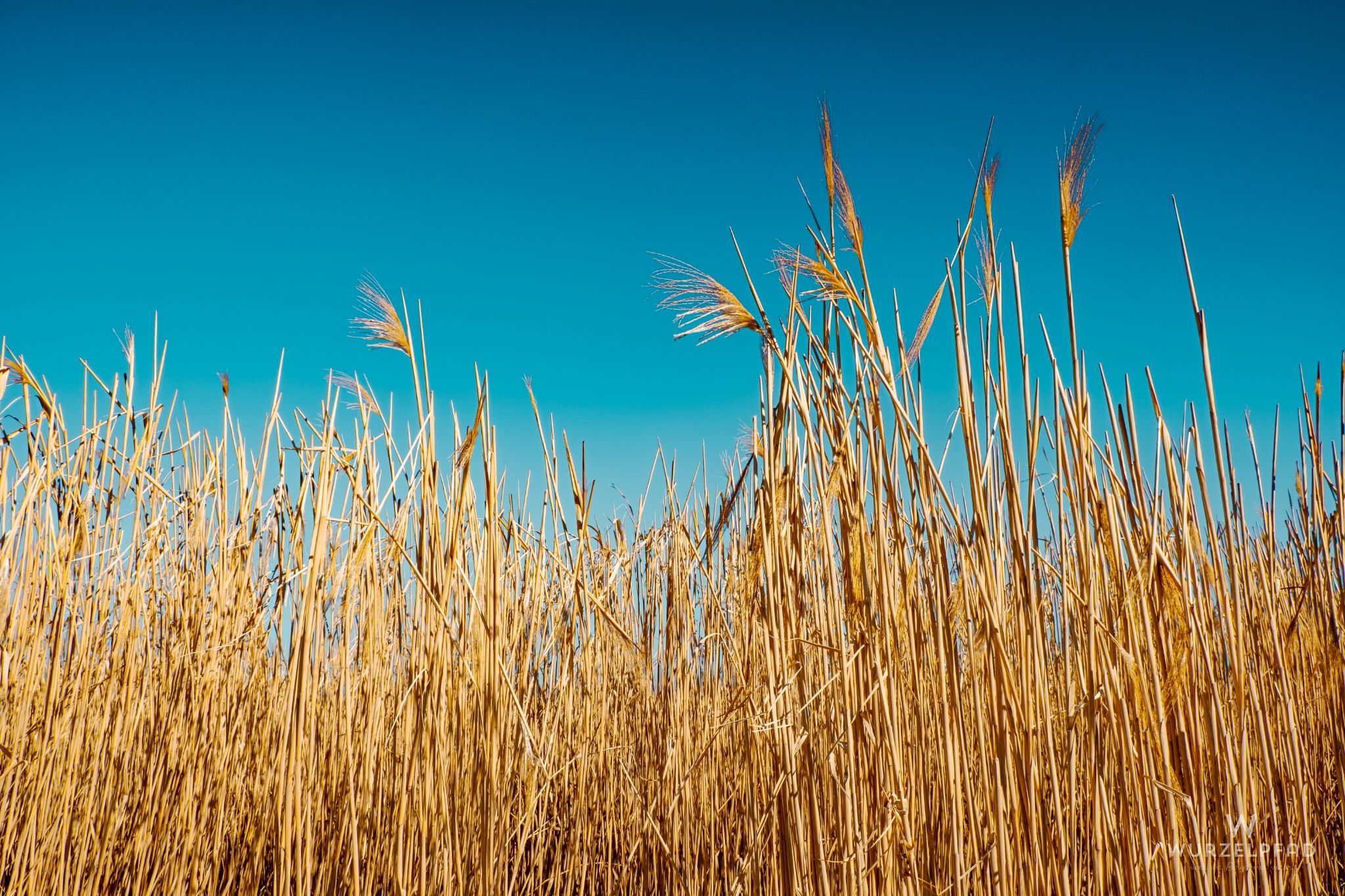 Röhricht, Vorfrühling