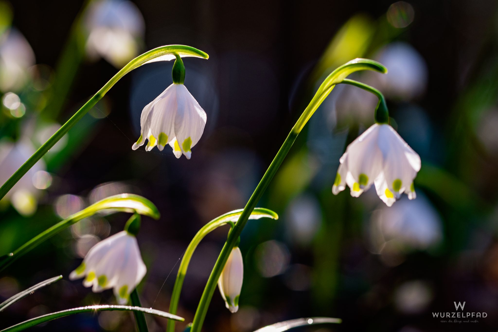 Frühlings-Knotenblumen-Wiesen