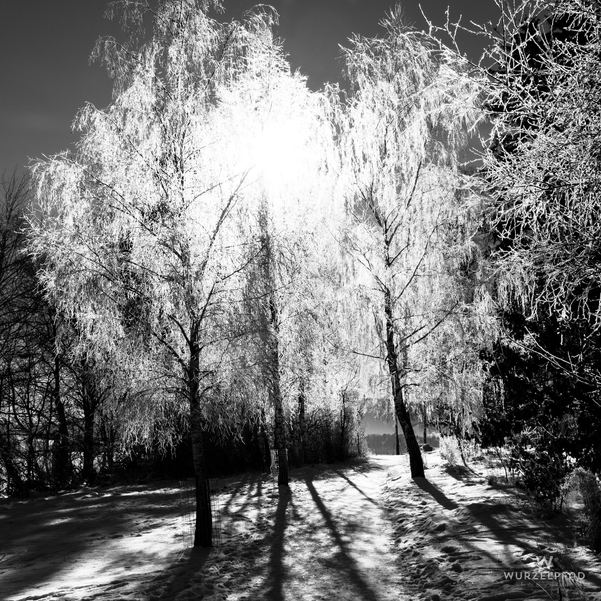Überreifte Birken im Gegenlicht