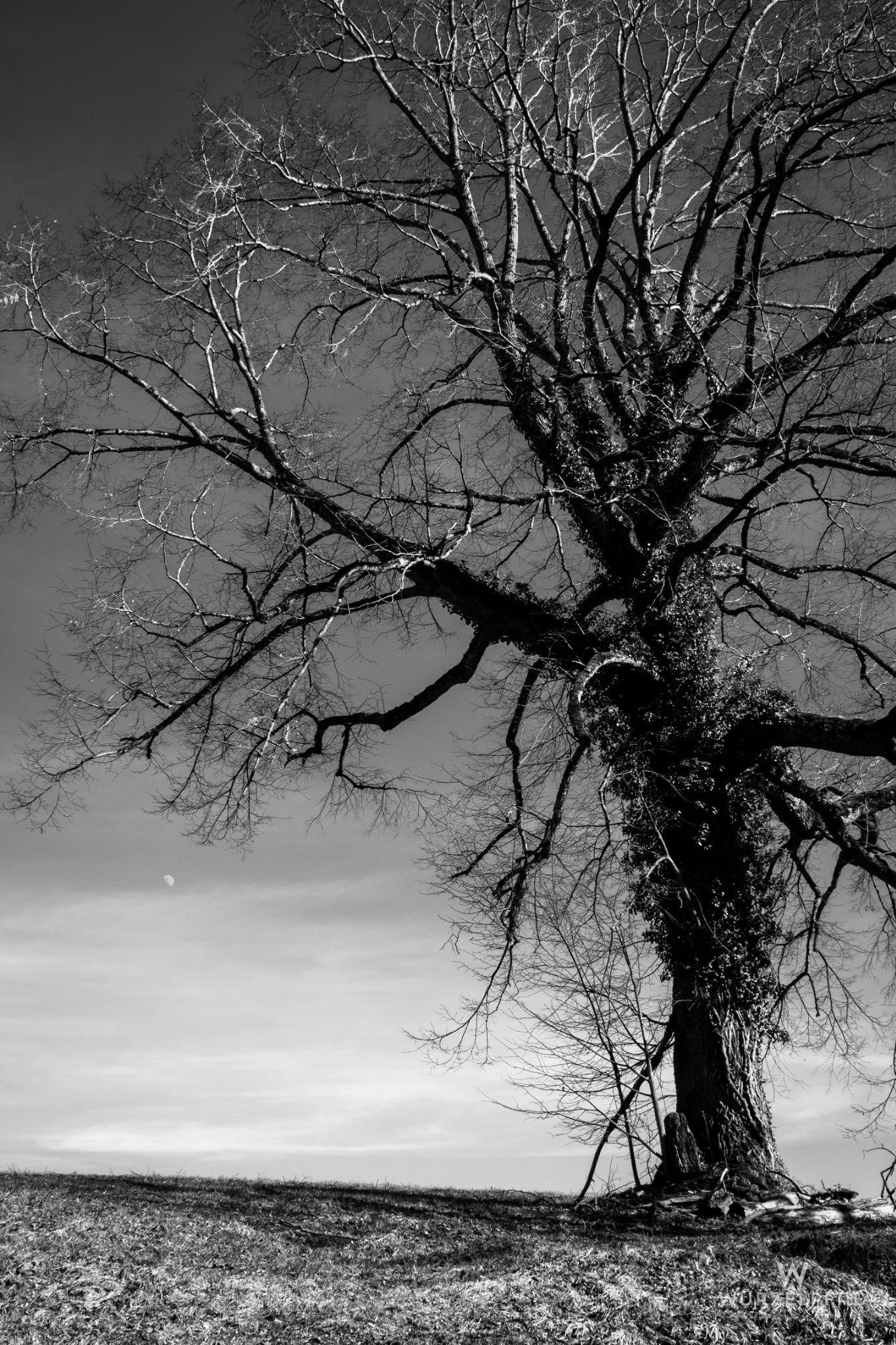 Baum mit Mond