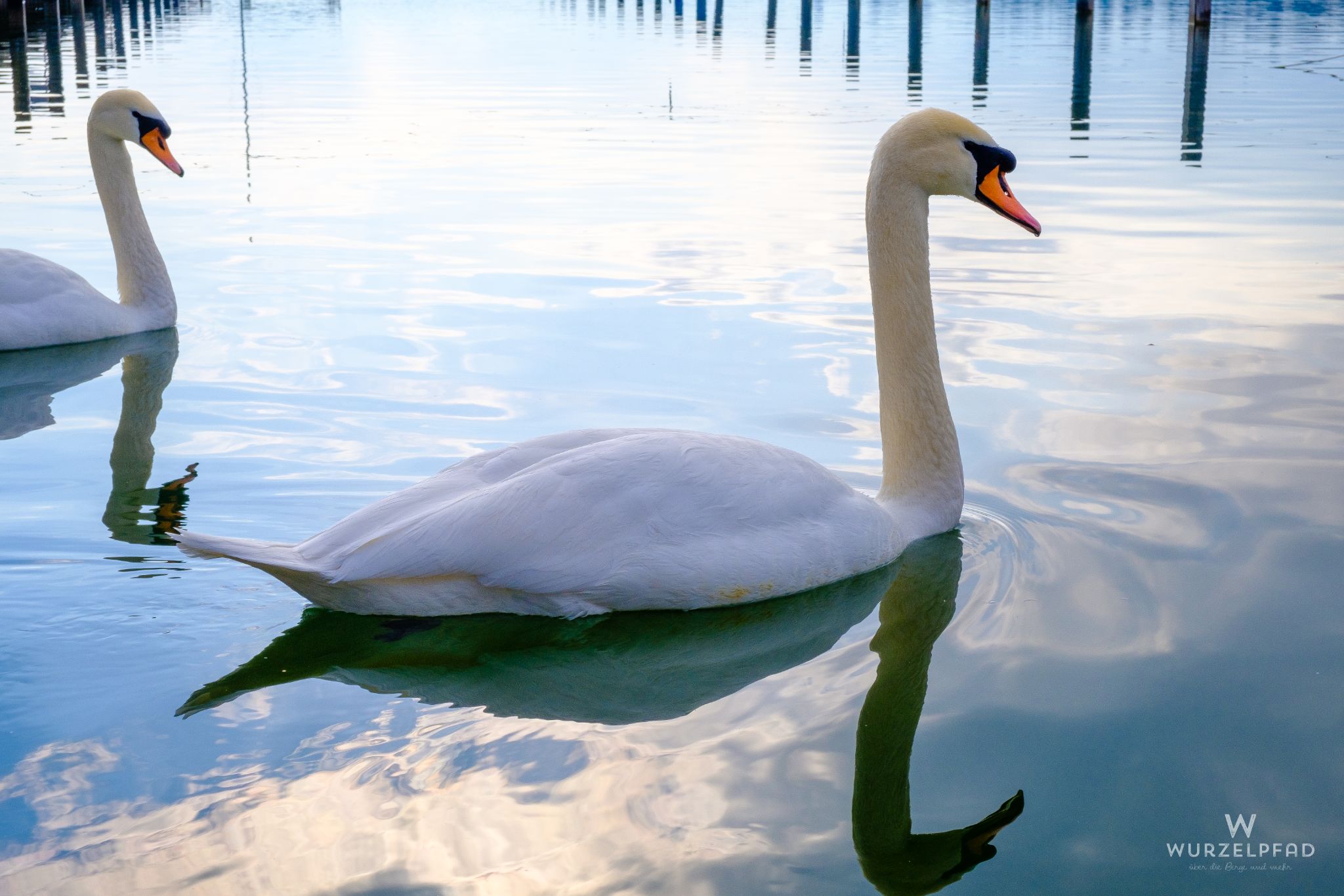 Schwanenpaar