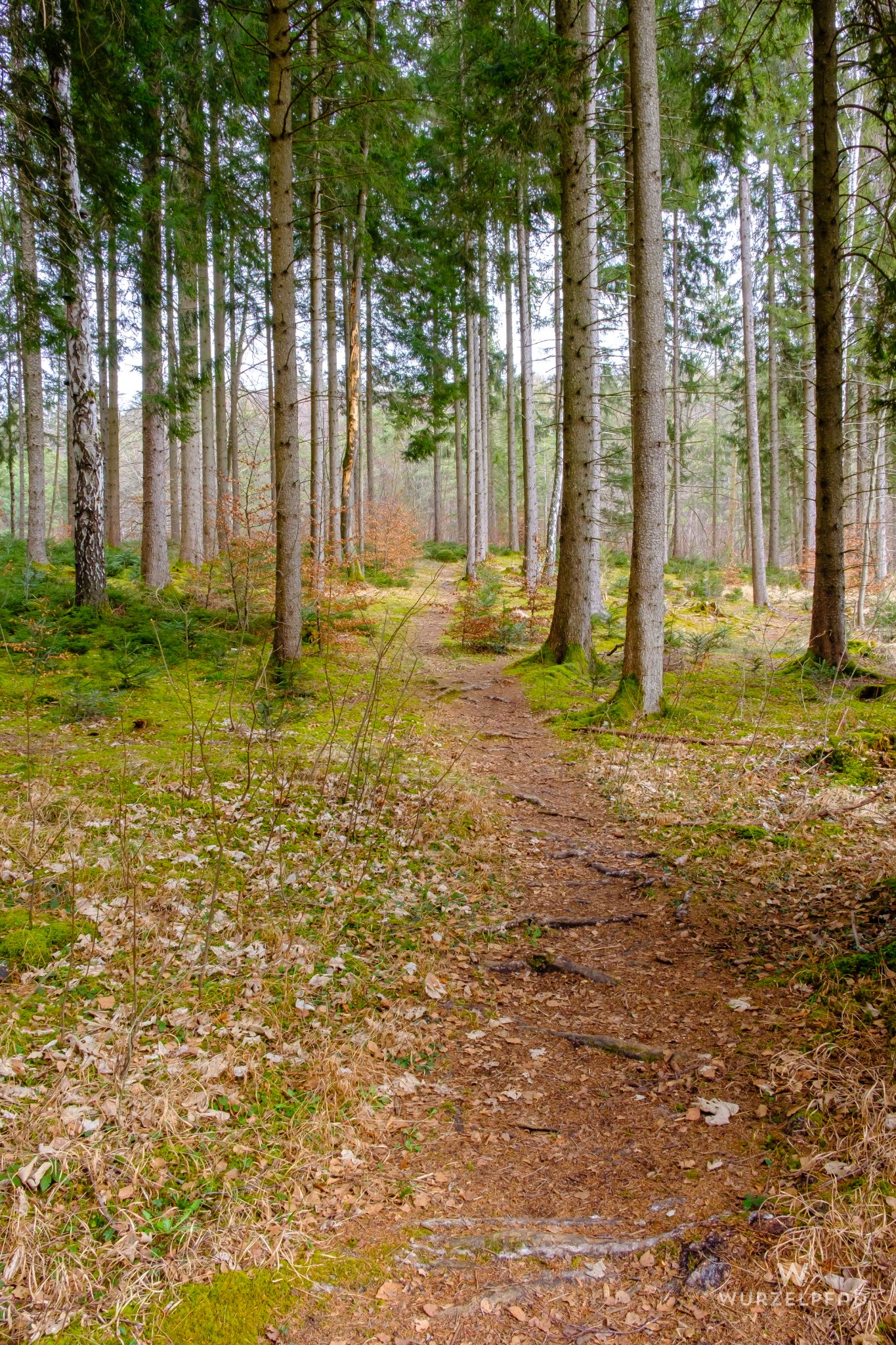Einsame Wurzelpfade
