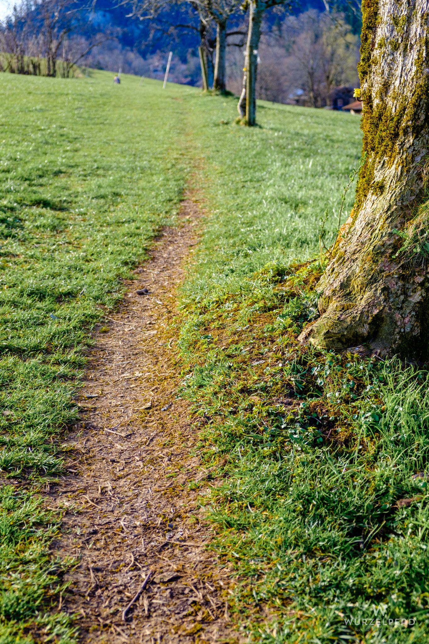 Weg durch die Obstwiesen