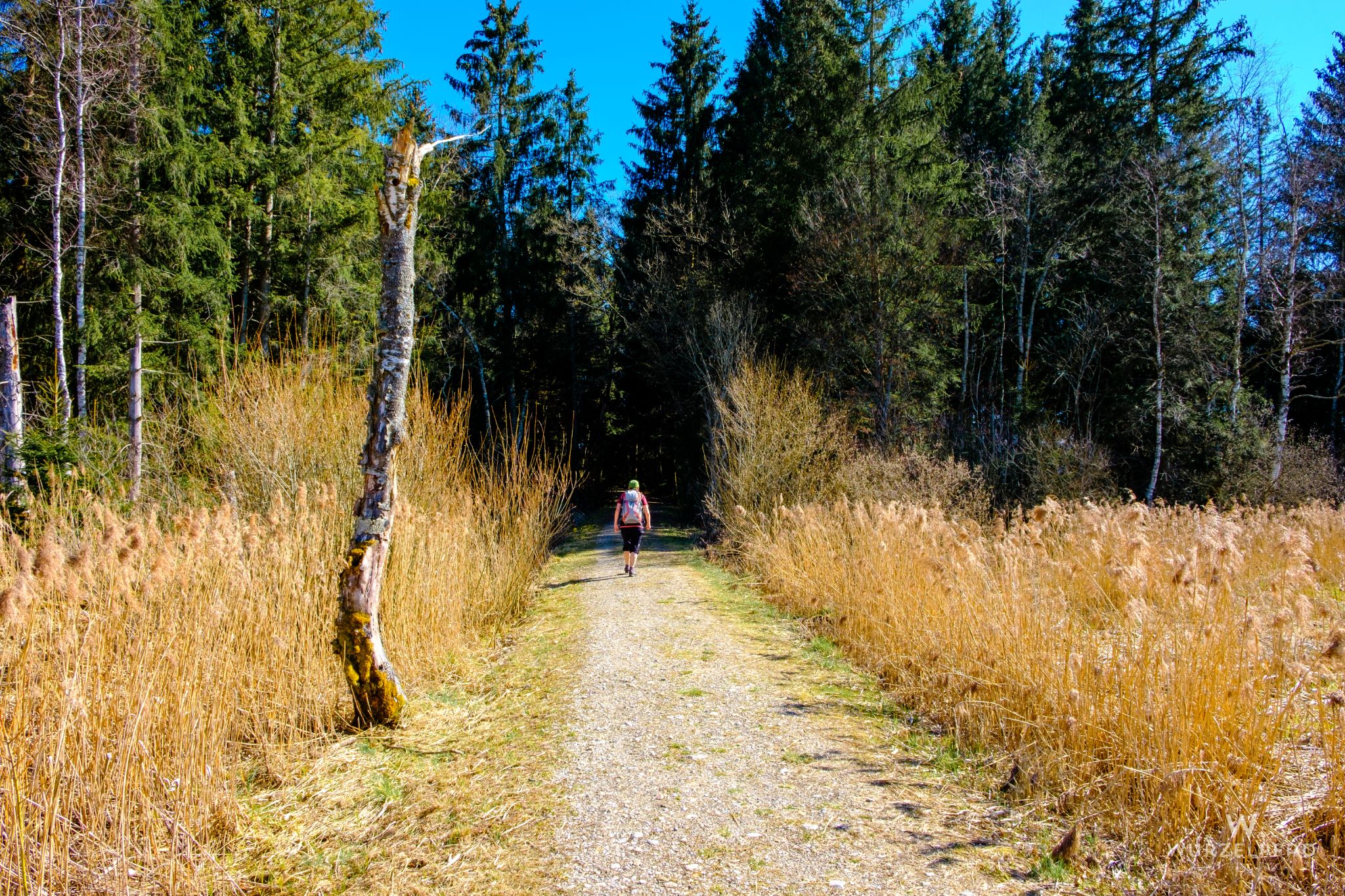 Weg im Abendlicht bei Humbach