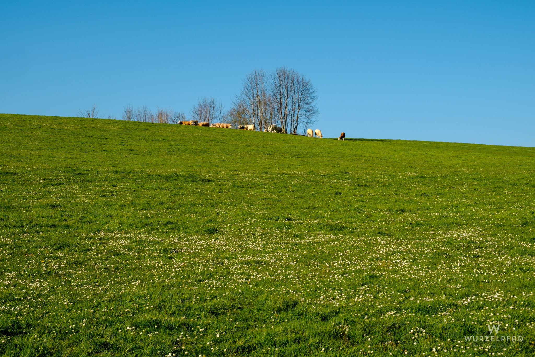 Saftige Weiden nach einem langen Winter