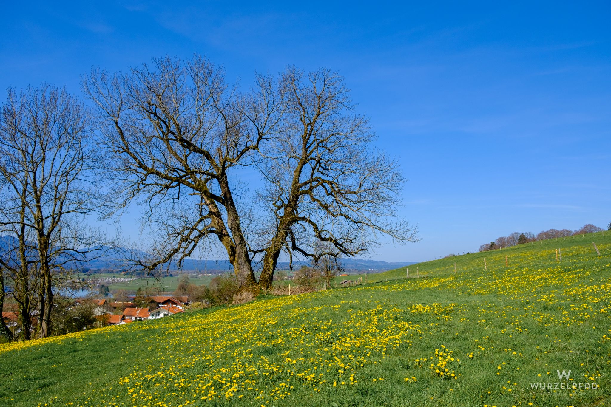Aidlinger Frühlingswiesen