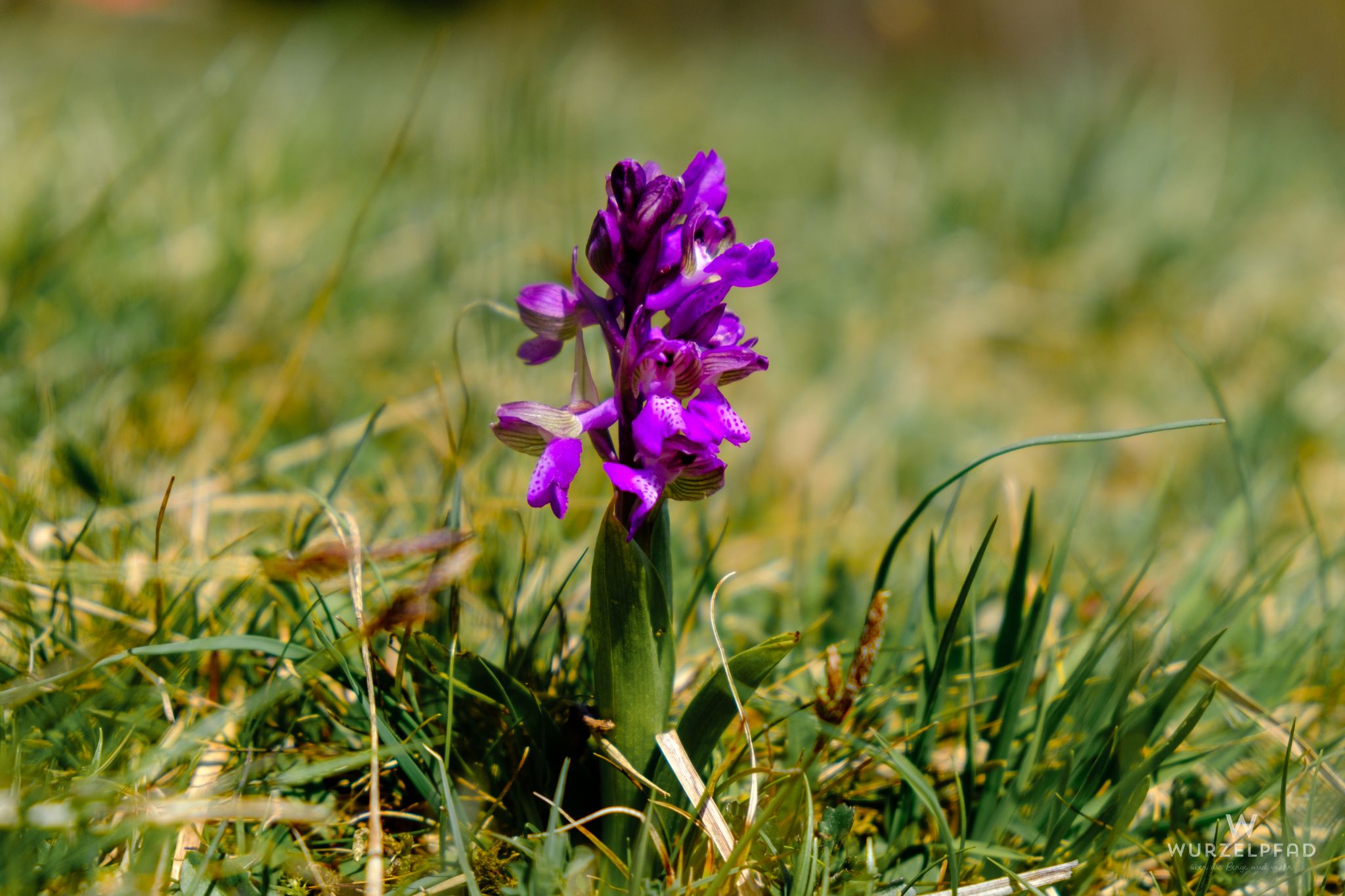 Das erste Knabenkraut