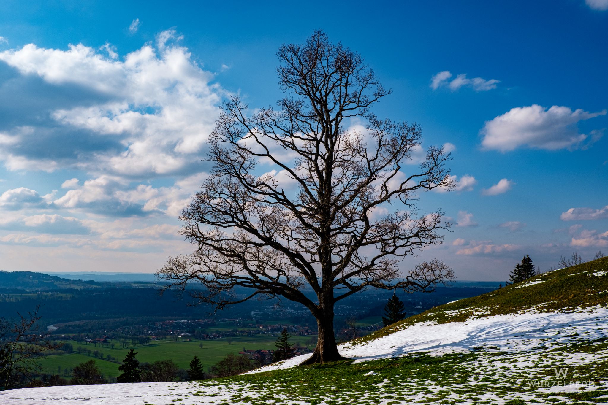 Der Baum, der immer fotografiert wird