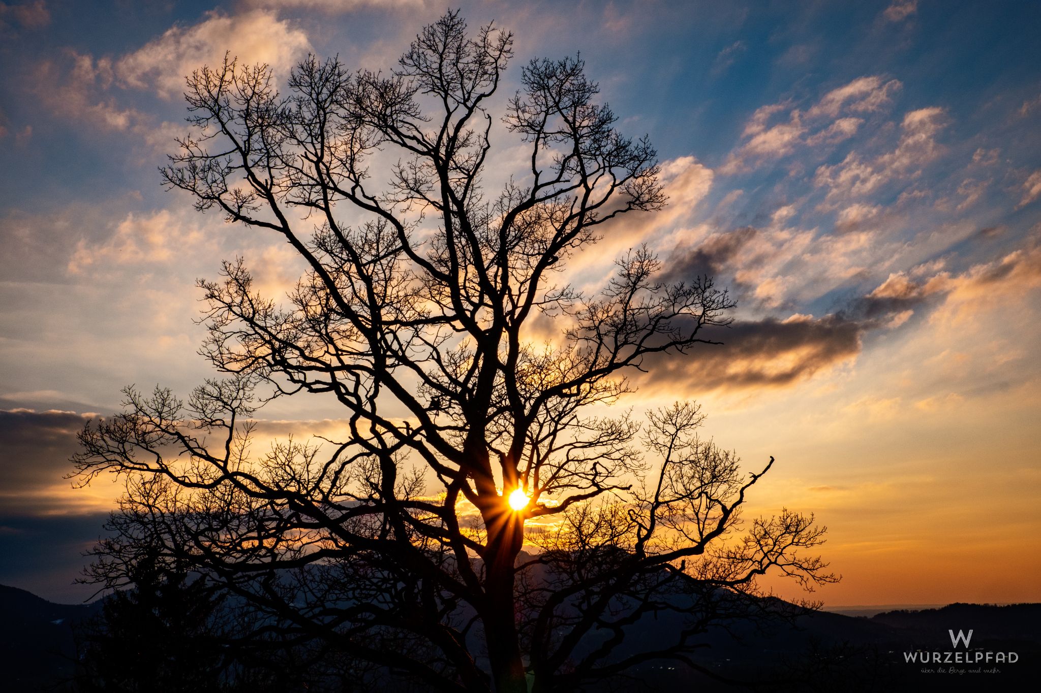 Kahler Baum mit Sonnenstern