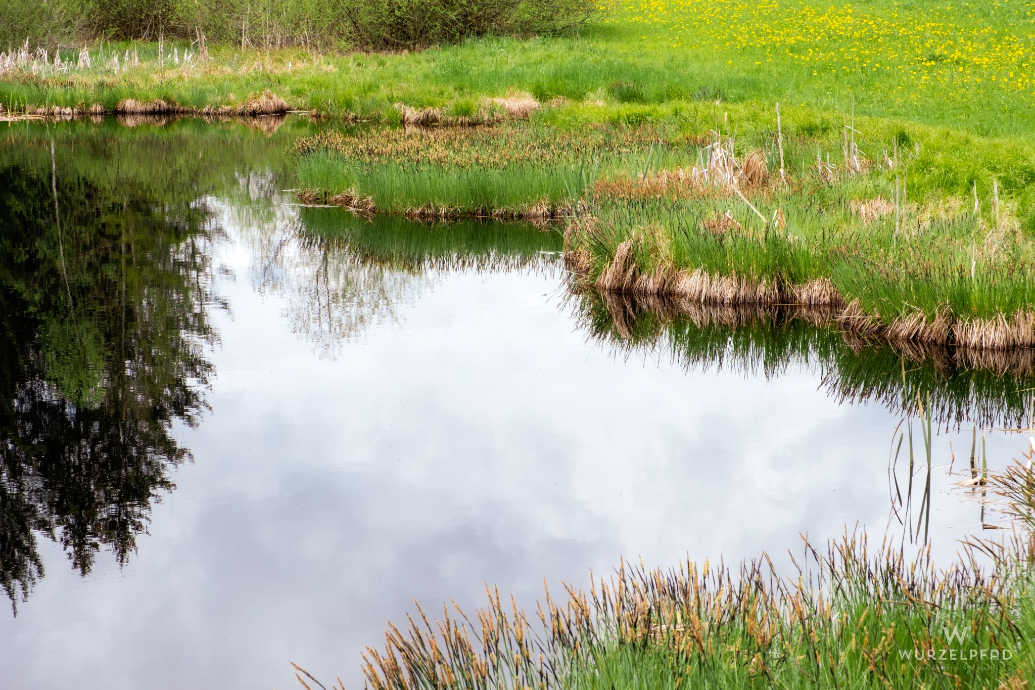 Waldweiher bei Föggenbeuren