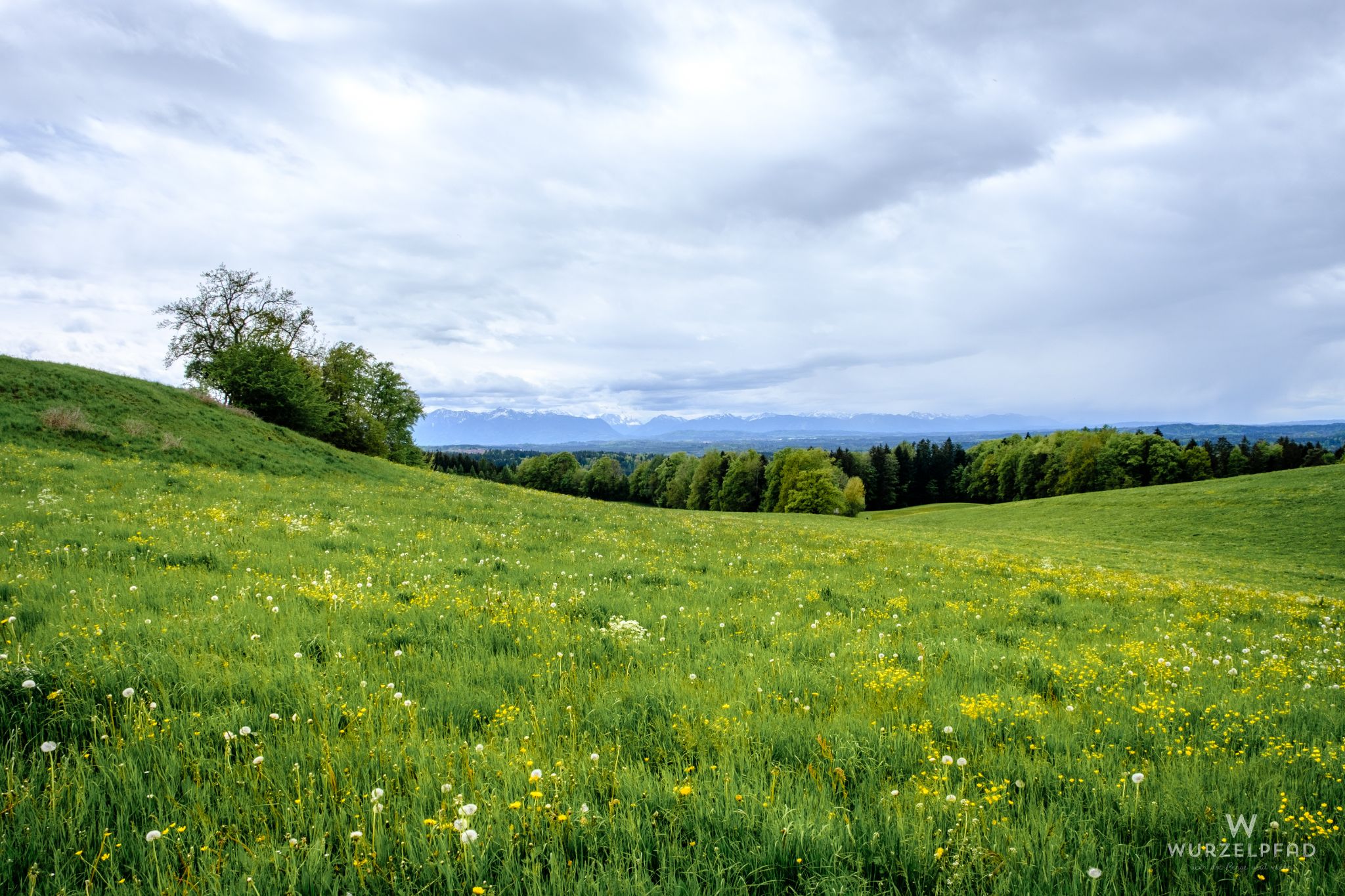 Frühsommerliche Wiesen
