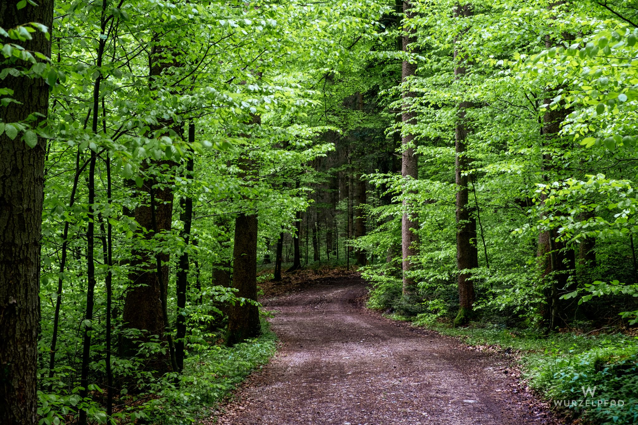 Zurück durch den Wald