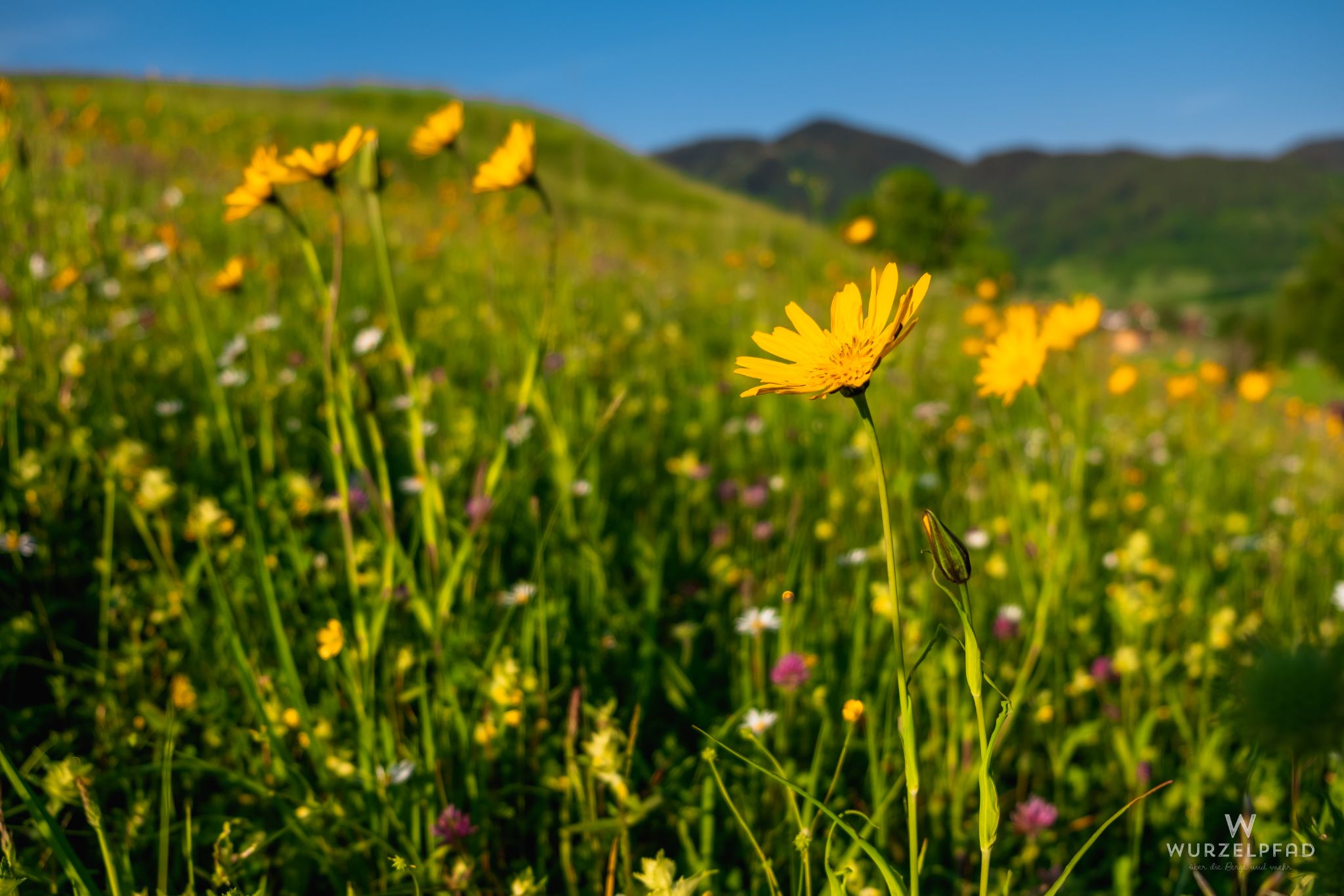 Bunte Blumenwiesen überall