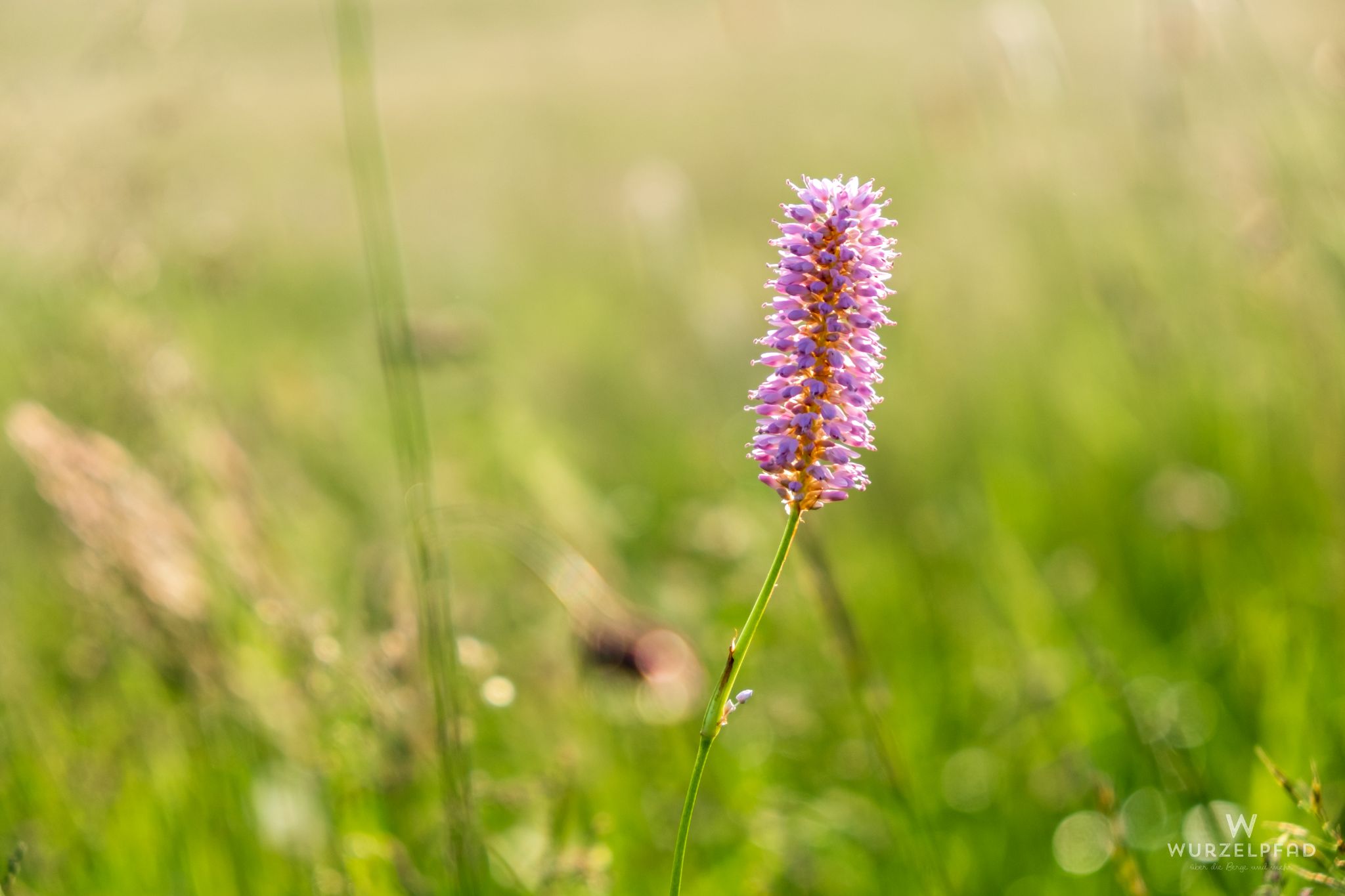 Wanderung auf das Hörnle