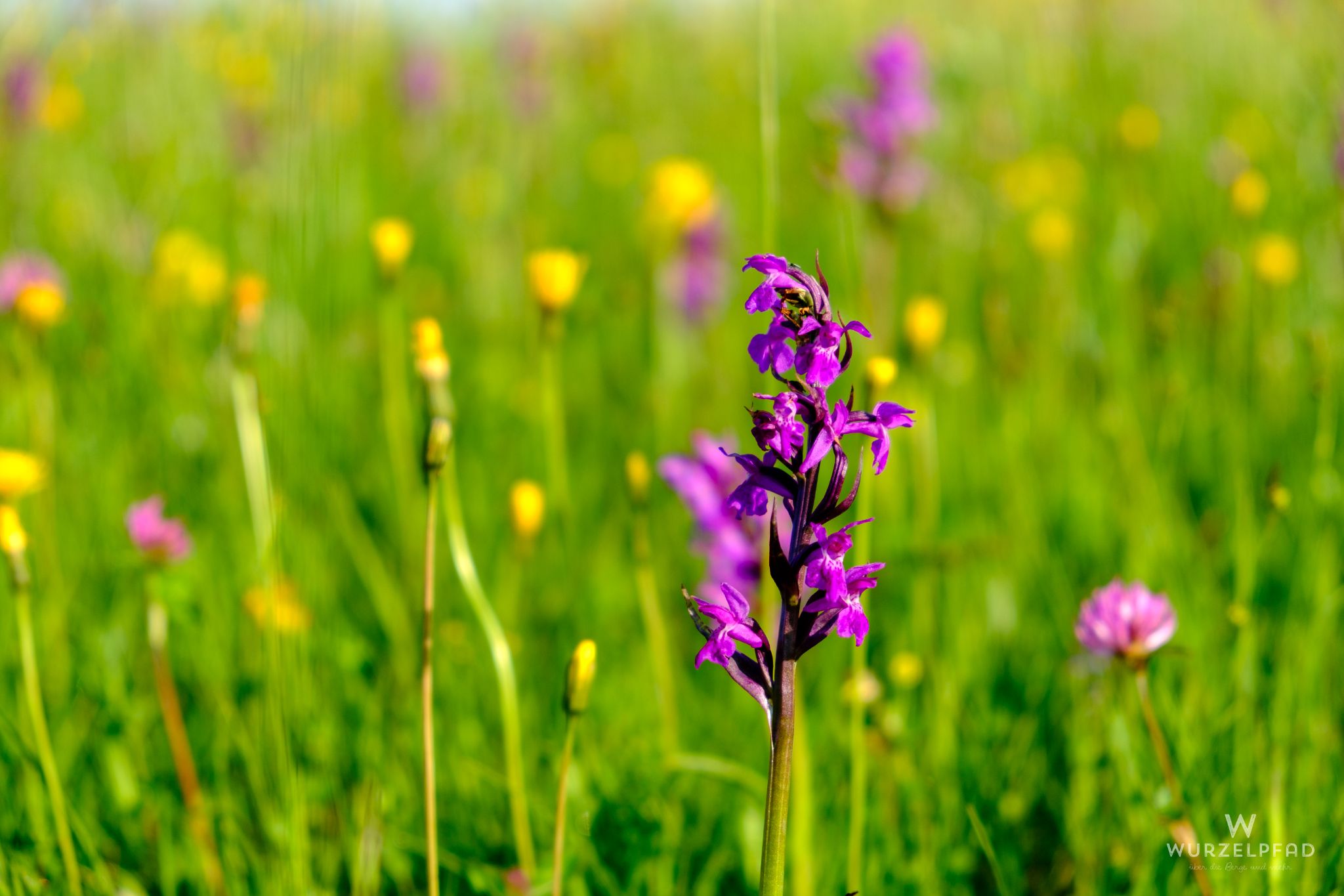 Viele Knabenkräuter