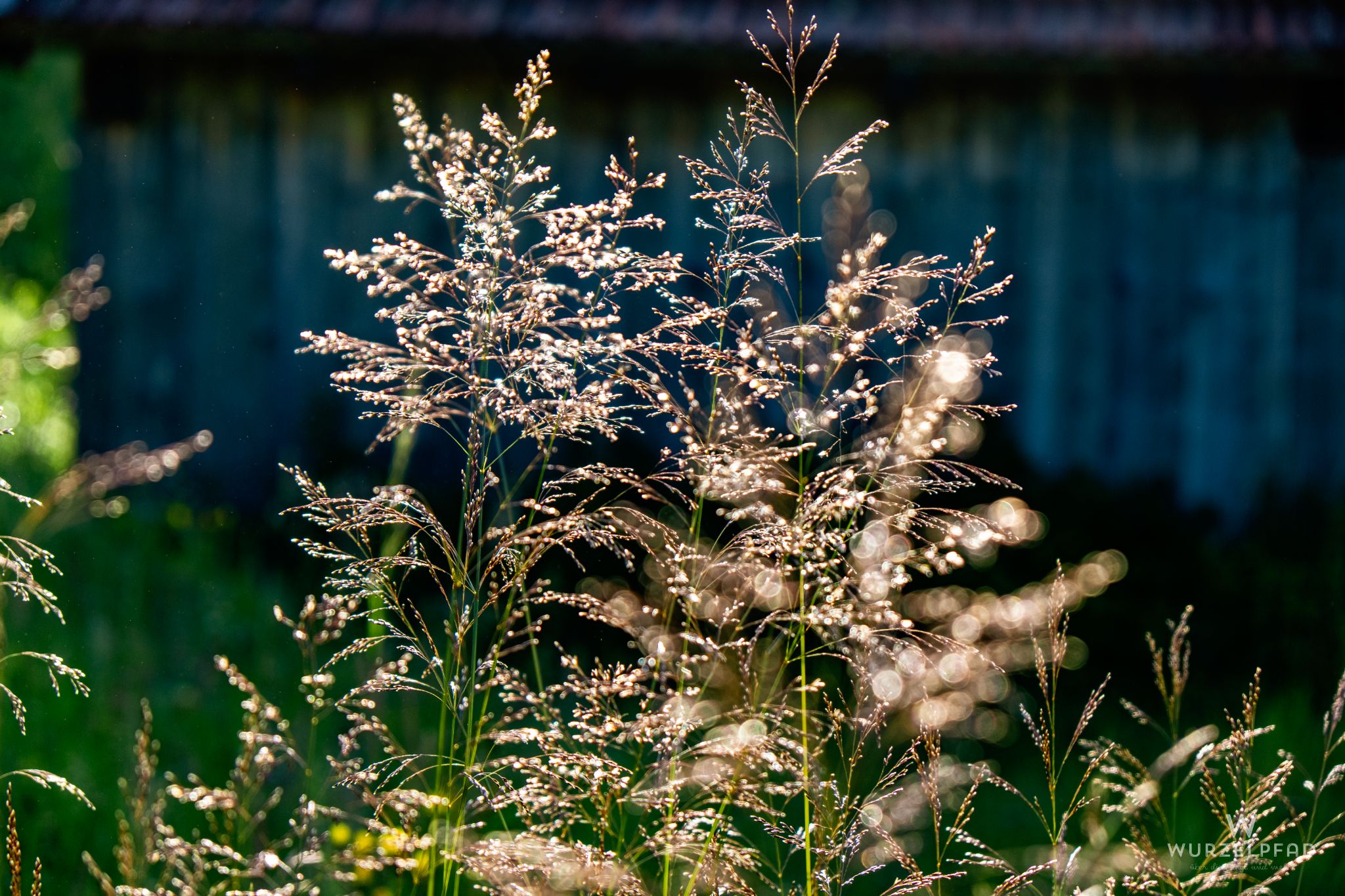 Gräser im Morgenlicht