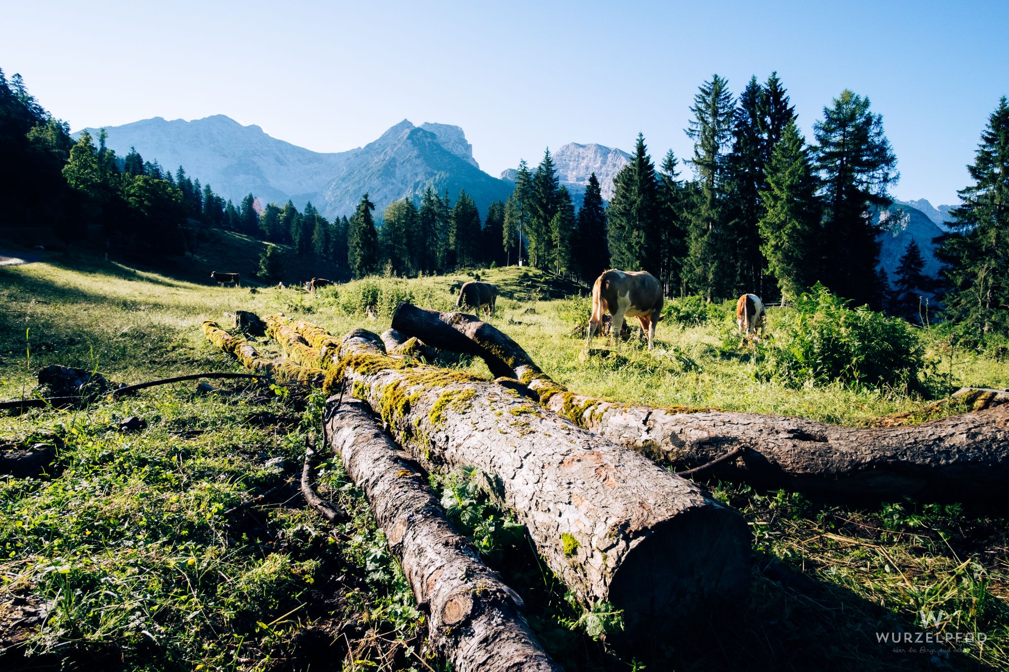 Kuhweide vor der Schaufelspitze