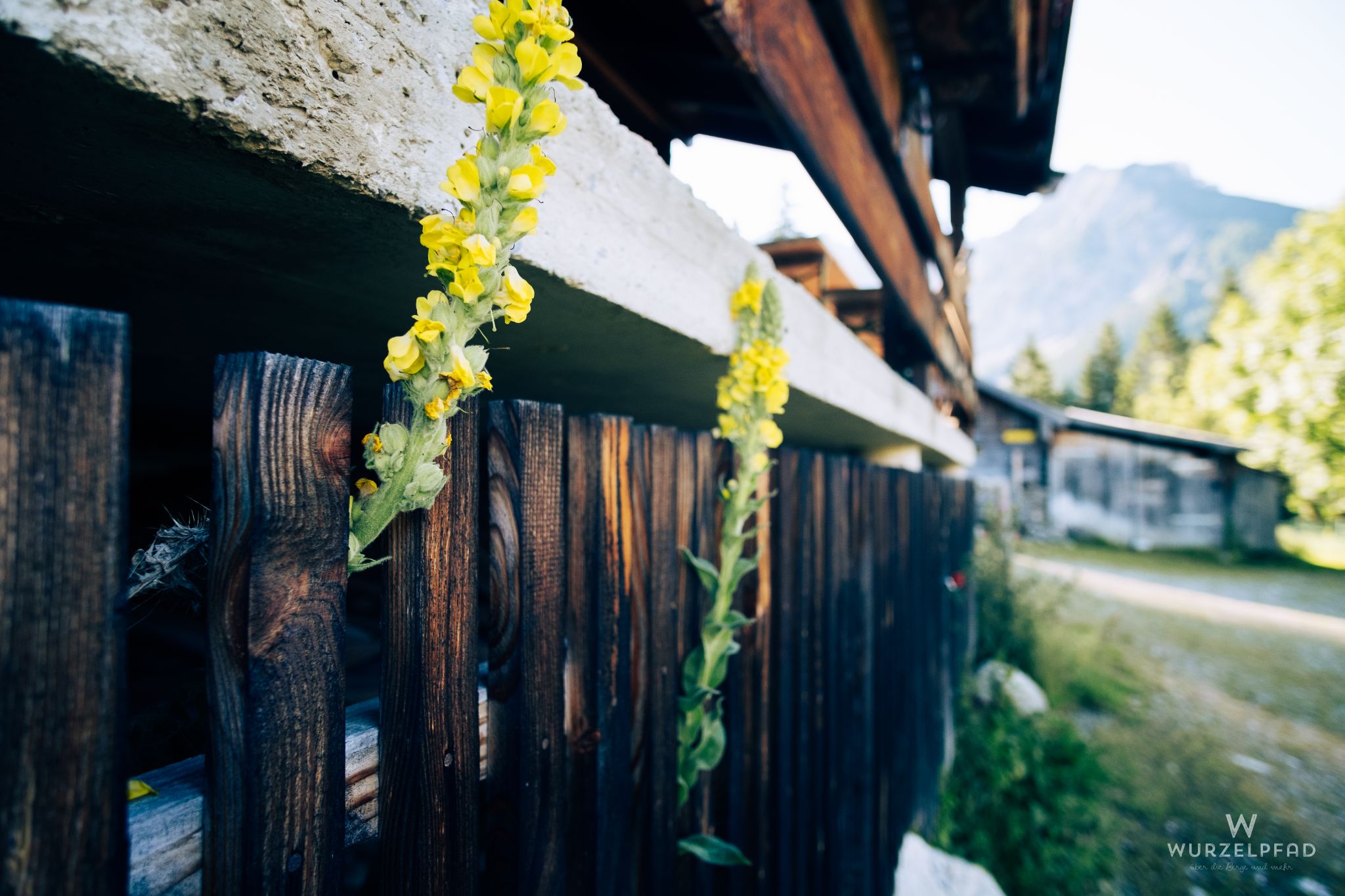 Hasental-Niederleger